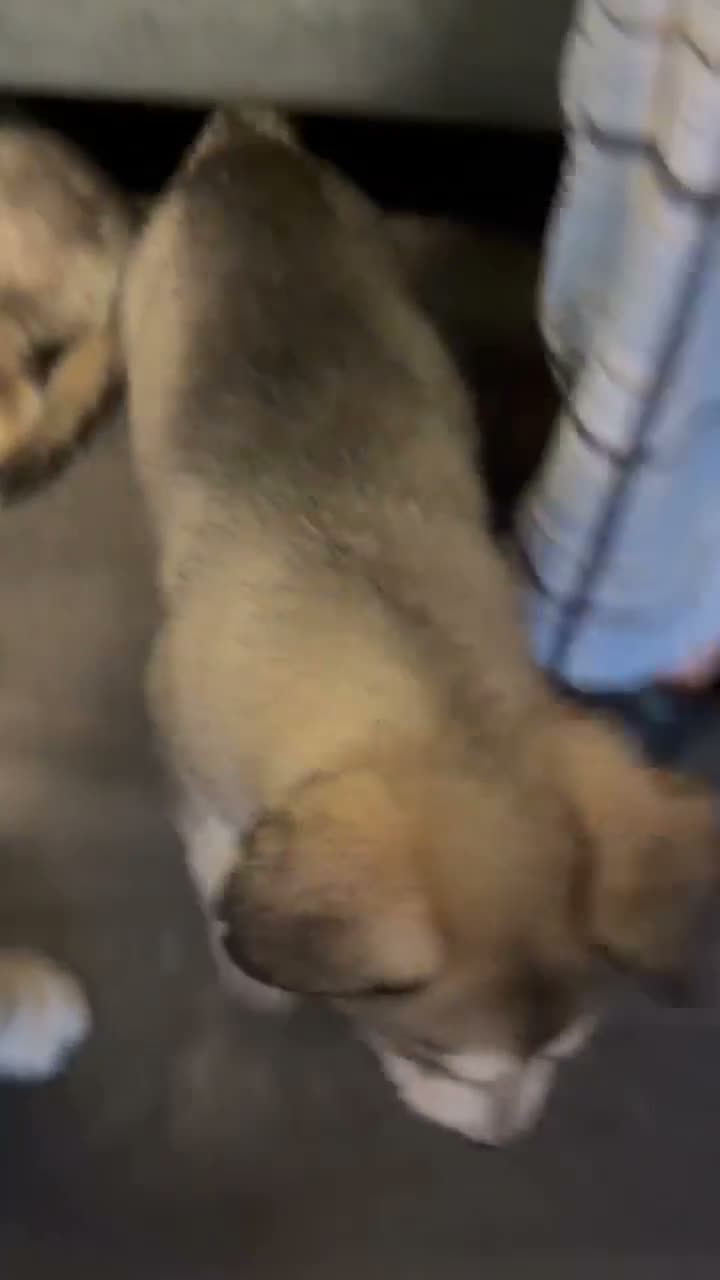 Northern Inuit dogs for sale: Northern Inuit puppies  in Wirral - Video 1