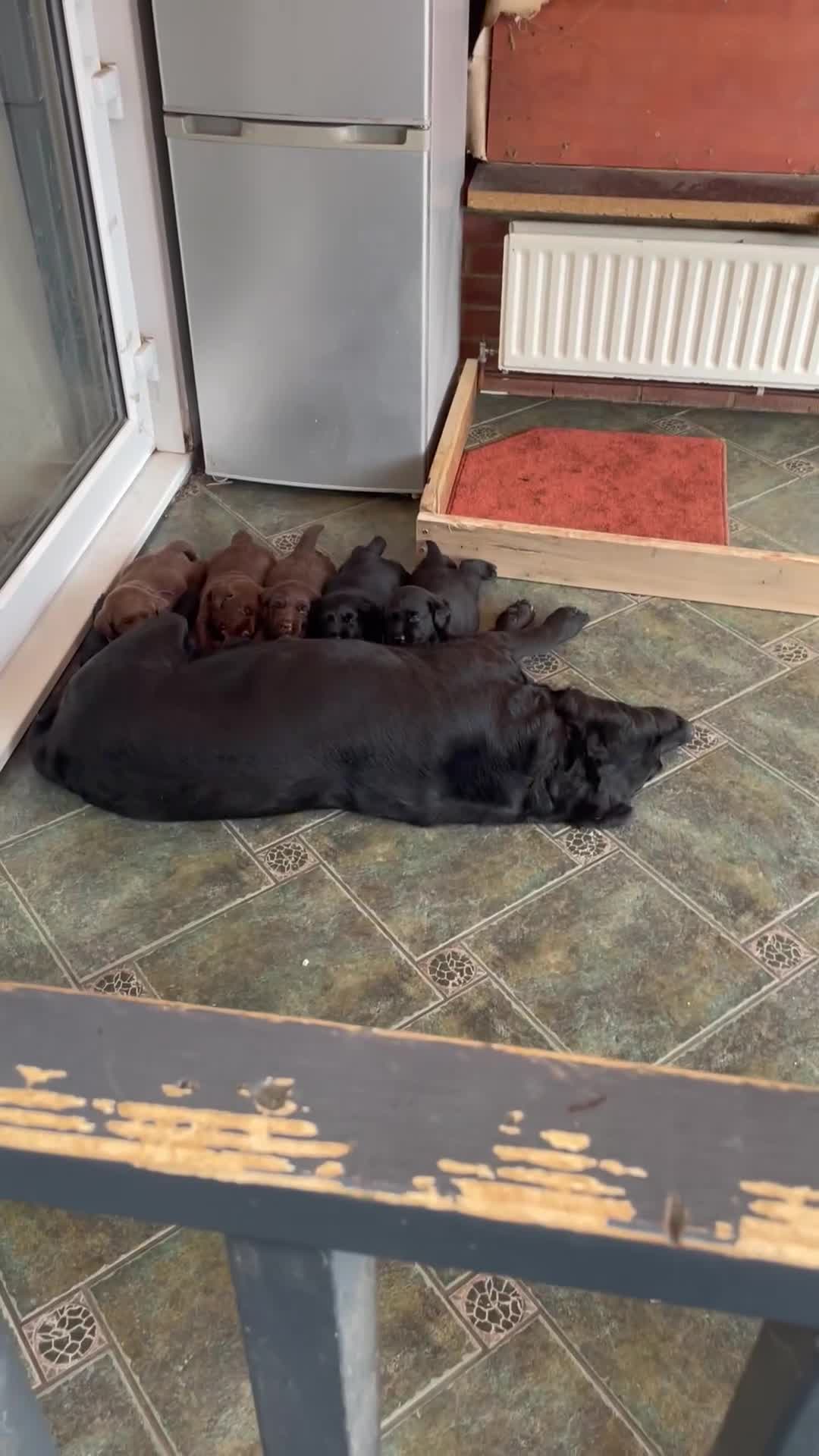 Labrador Retriever dogs for sale: beautyfull labrador pups - Video 1