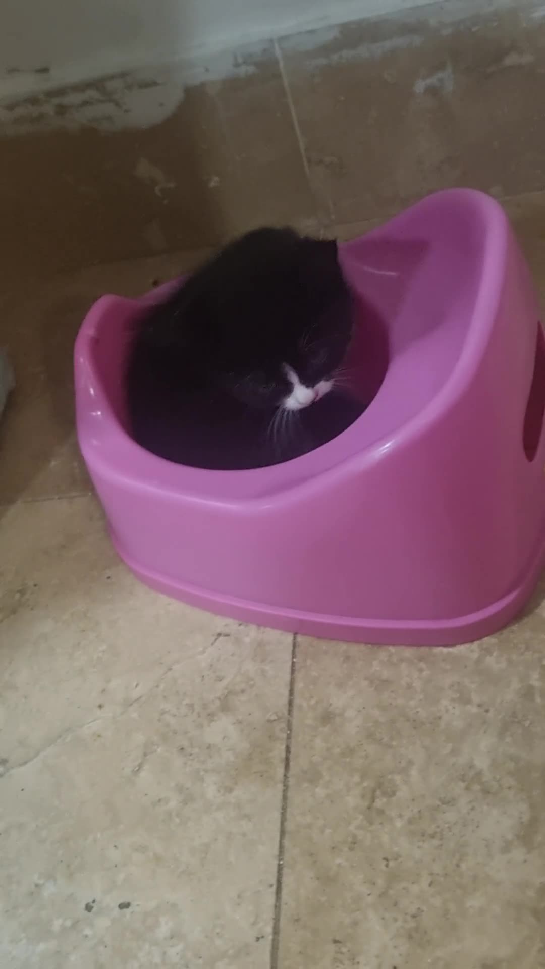 Mixed Breed cats for sale: Kittens  - Video 1