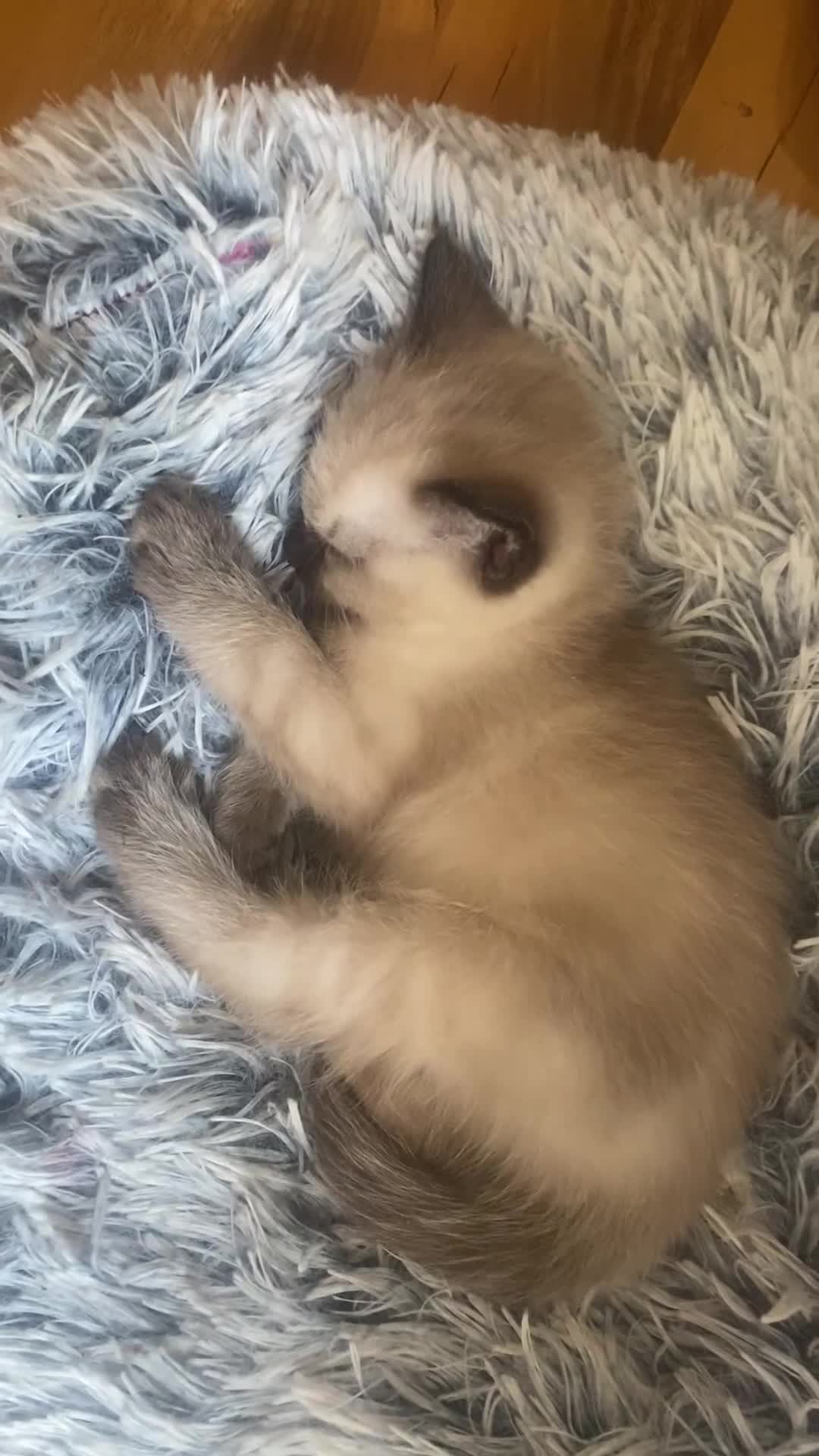 Ragdoll cats for sale: Half rag doll for sell  - Video 2