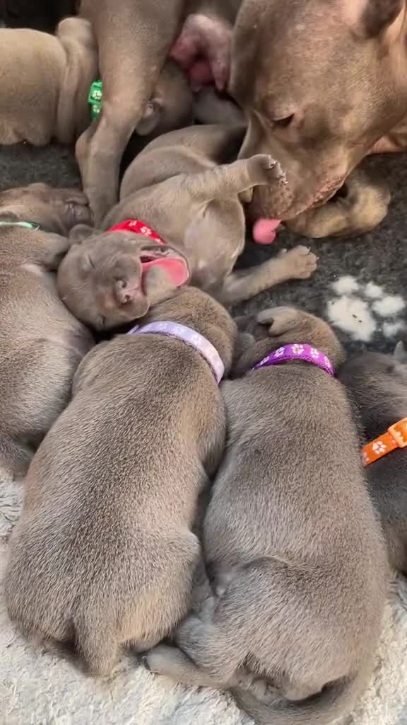 Staffordshire Bull Terrier dogs for sale:   Champion-KC.Reg.Blue Staffordshire Bull Terrier  - Video 1