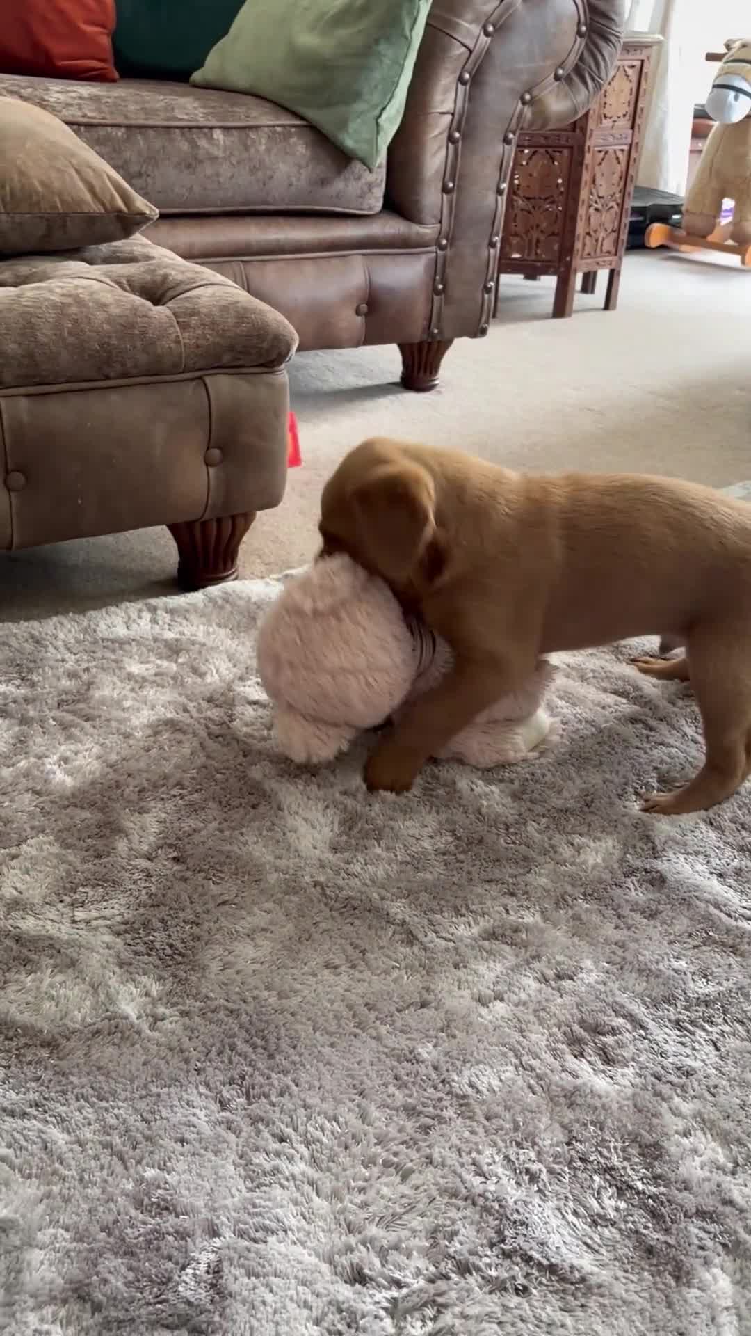Labrador Retriever dogs for sale: Fox Red Labradors  - Video 3