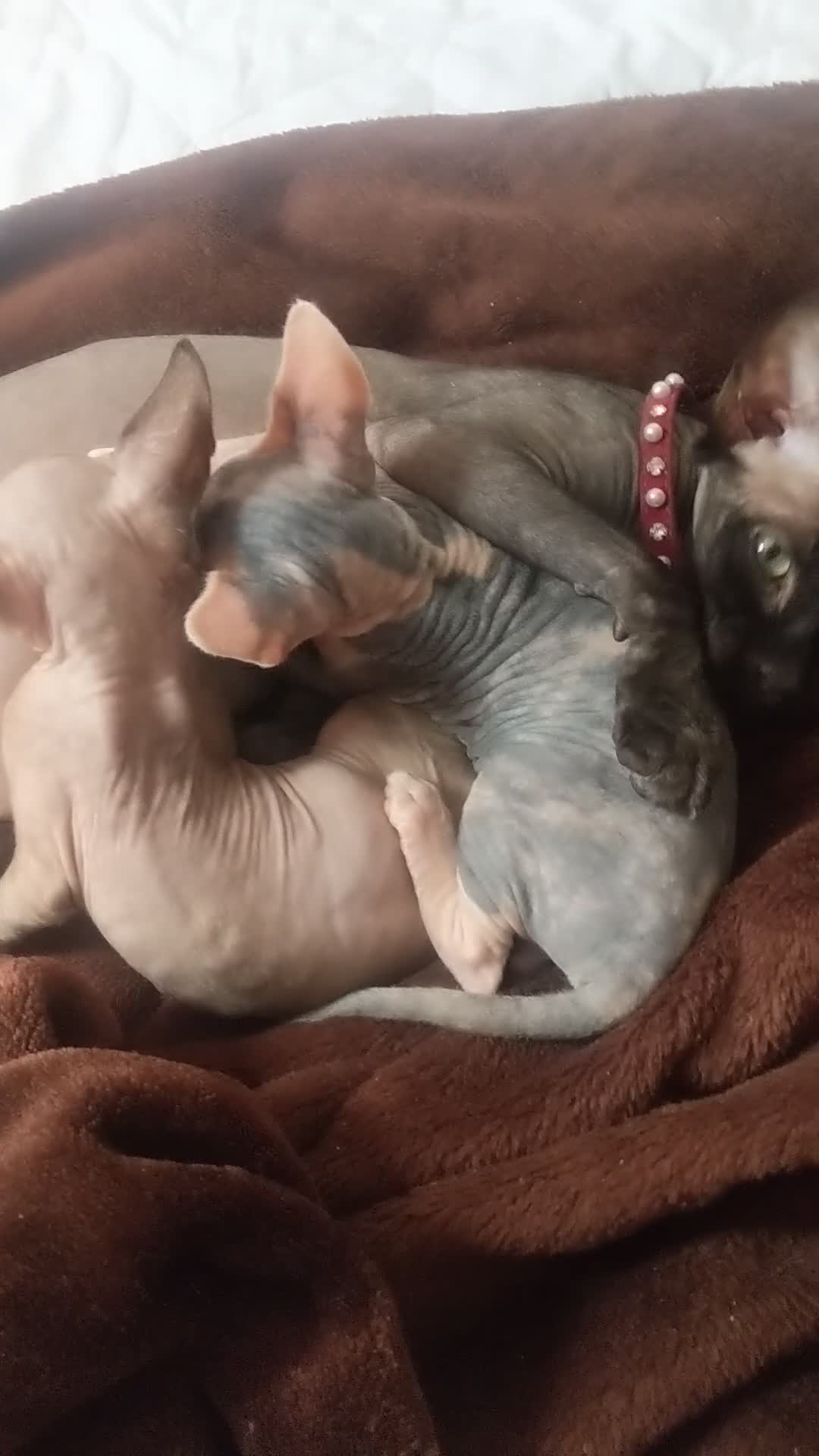 Sphynx cats for sale: Super beautiful Sphynx kittens  - Video 1