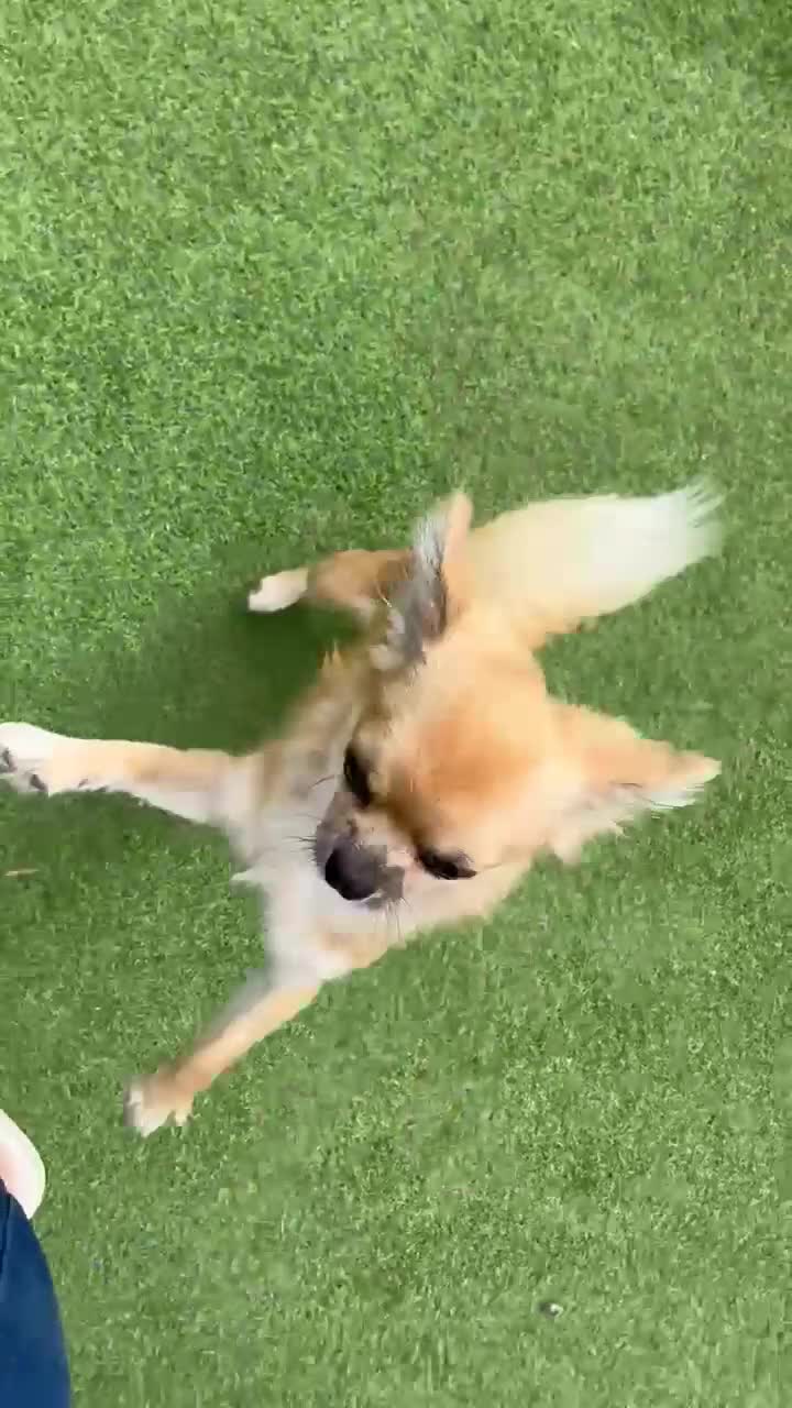 Chihuahua dogs for sale: Gorgeous Longcoat little boy - Video 1