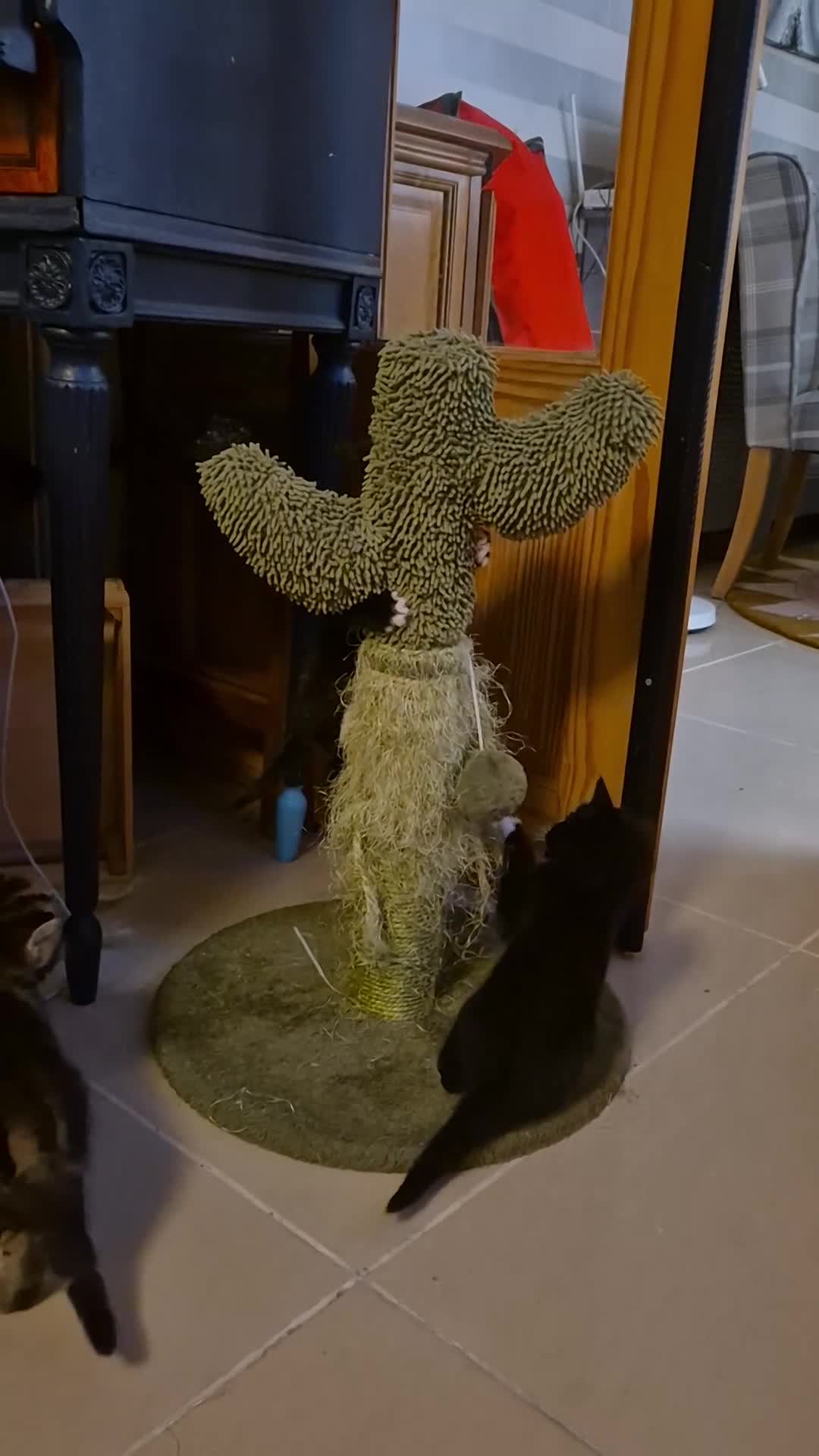 British Shorthair cats for sale: Beautiful little kittens for sale - Video 2