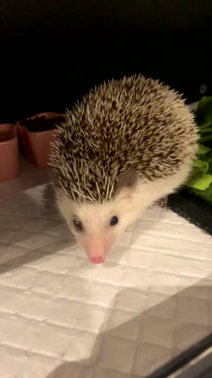 Pygmy Hedgehog rodents for sale: Female African Pygmy Hedgehog - Video 2