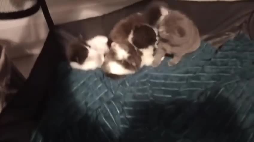 British Shorthair cats for sale: Kittens for sale - Video 2