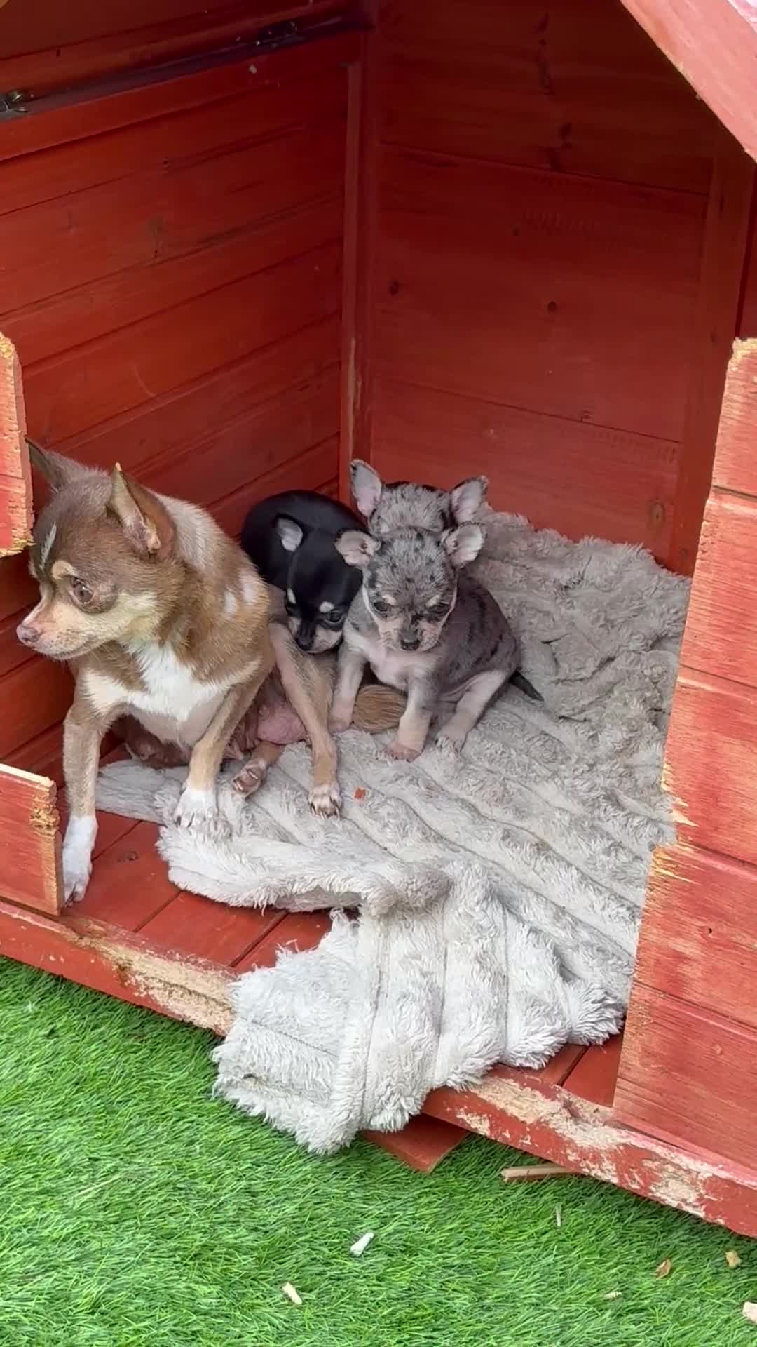 Chihuahua dogs for sale: Chihuahua puppies  - Video 1