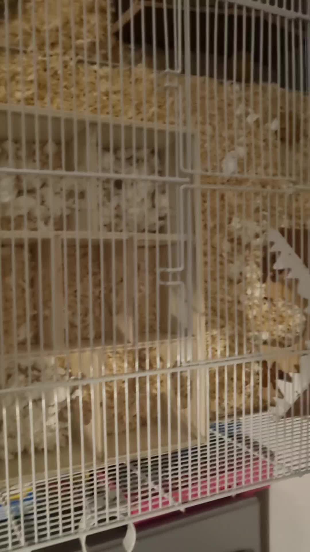 Hamster rodents for sale: 2 adorable Dwarf Hamsters  - Video 2