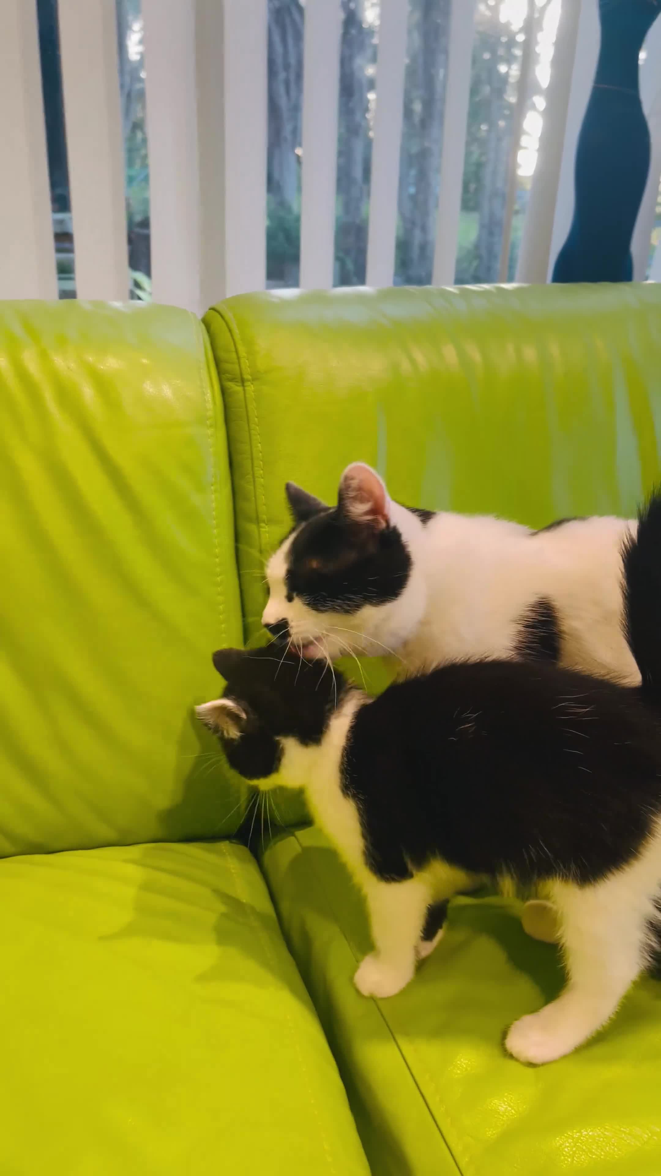 Mixed Breed cats for sale: Wonderful ,healthy clever village Kittens for sale - Video 2