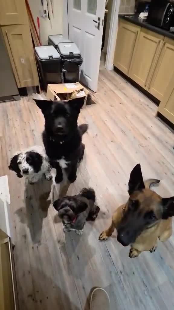 Lhasa Apso dogs for adoption: Special dog needs special home - Video 3