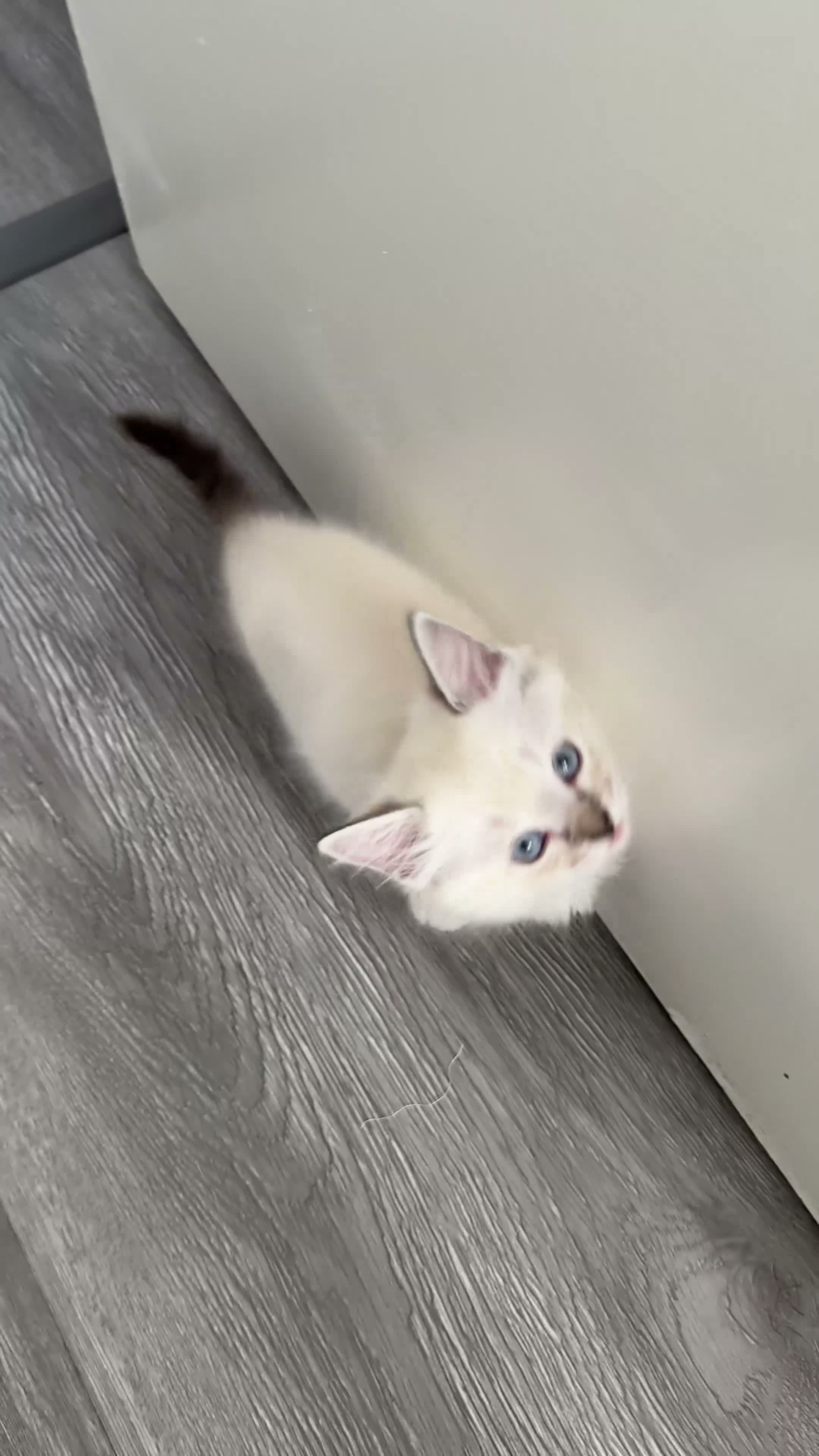 Ragdoll cats for sale: 5 Beautiful Kittens - Ready 15th September💙🩷 - Video 1
