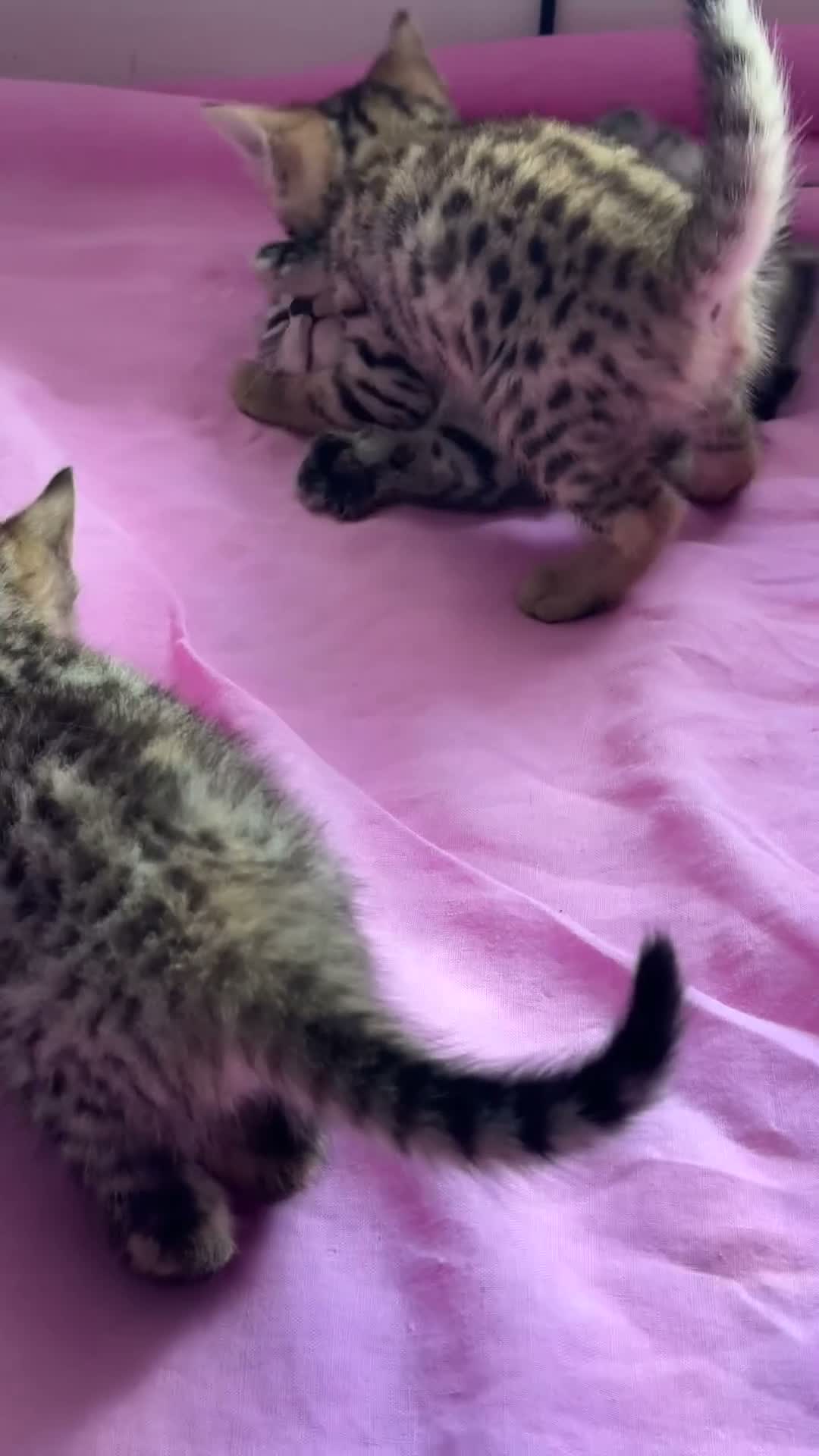 Bengal cats for sale: Really stunning bengal litter  - Video 1