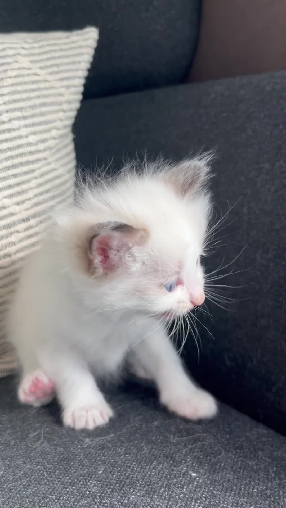 Ragdoll cats for sale: GCCF mom’s pure ragdoll kittens sale in London  - Video 1