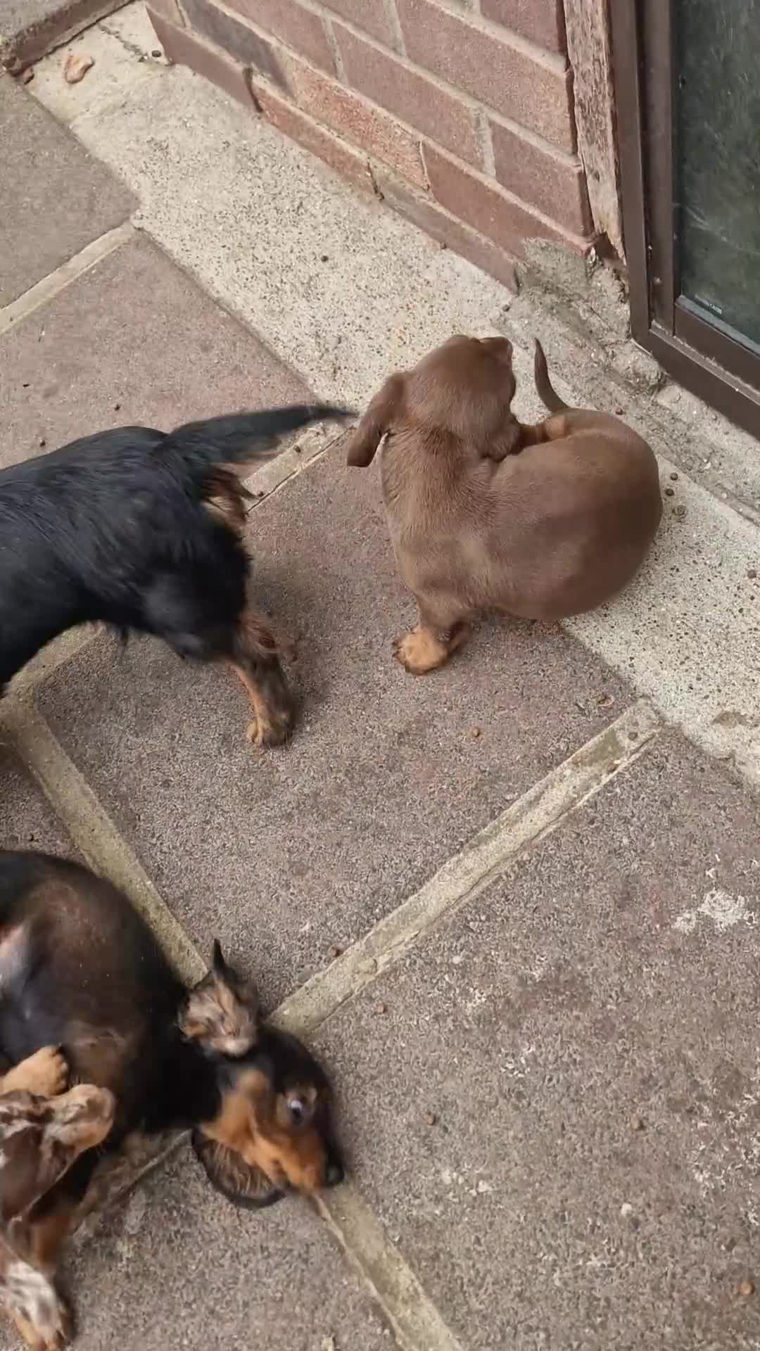 Miniature Dachshund dogs for sale: Miniature Dachshund Fluffy & Smooth  - Video 1