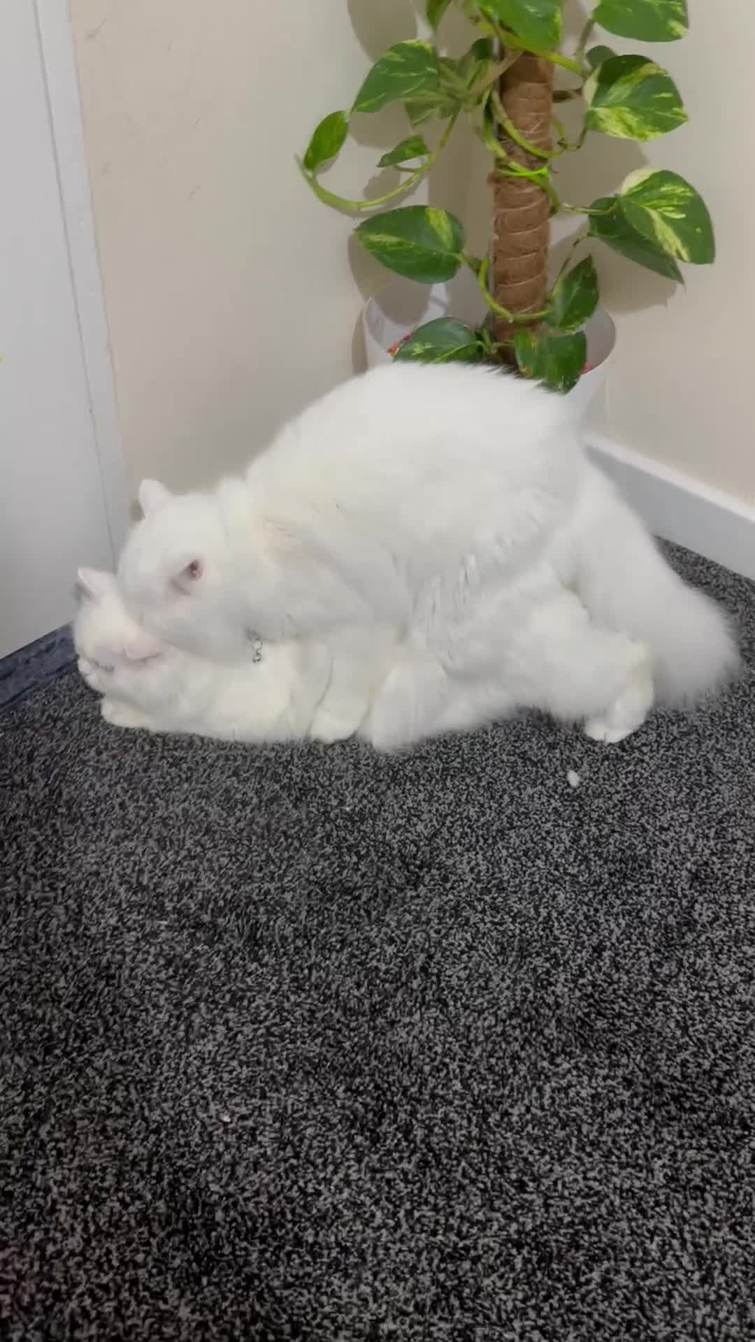 Persian cats for stud: Persian cat - Video 1