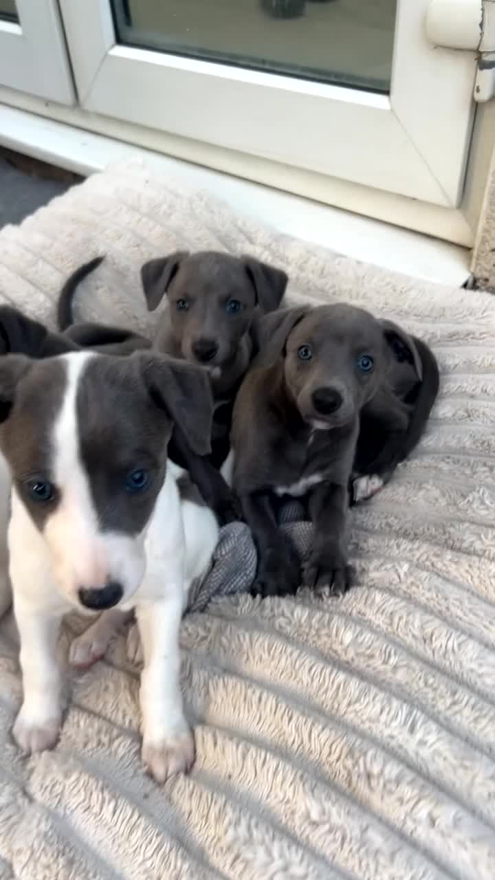 Whippet dogs for sale: Stunning kc whippet puppy’s  - Video 3