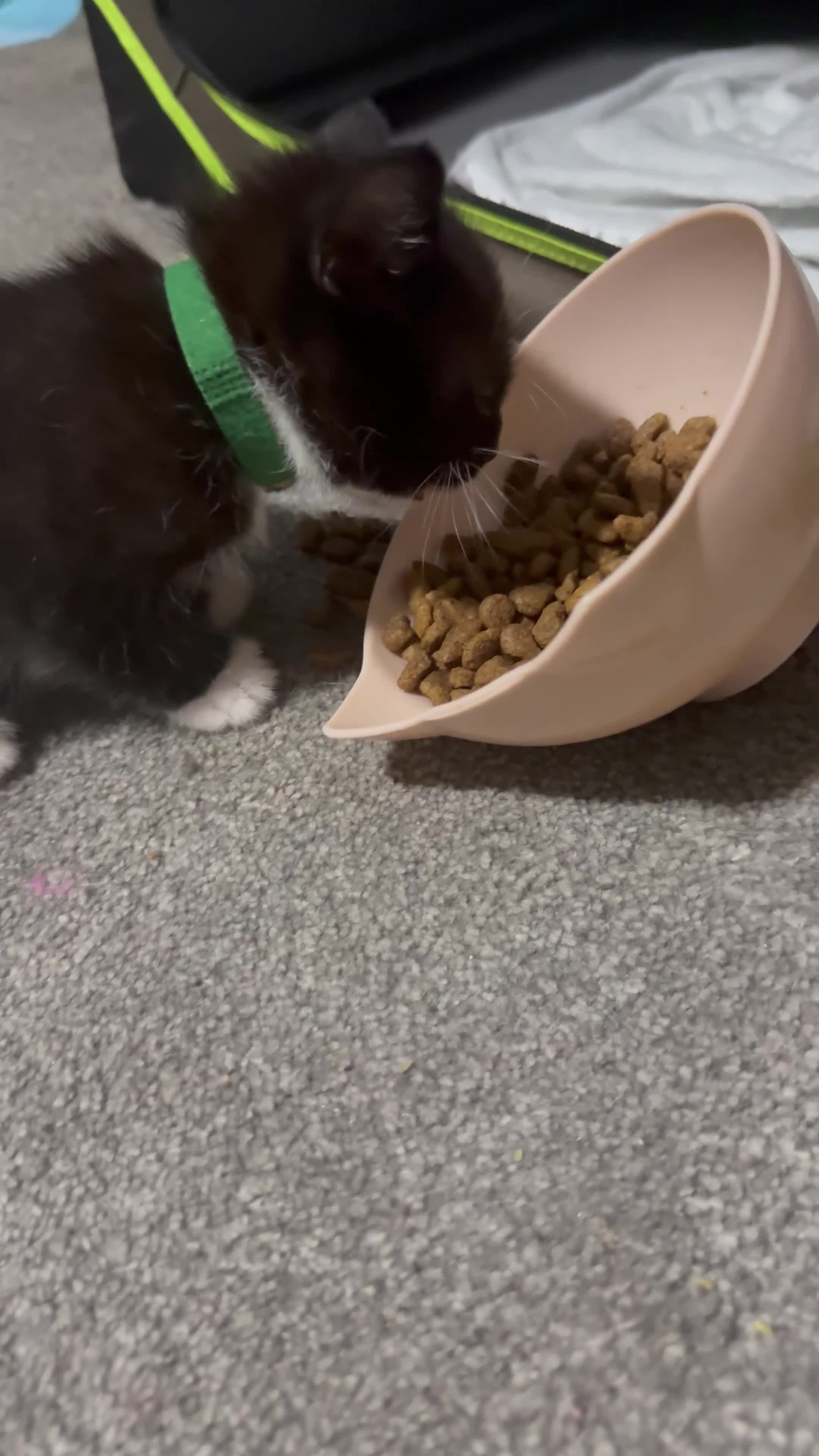 British Shorthair cats for sale: Gorgeous boy for sale in Blackpool - Video 1