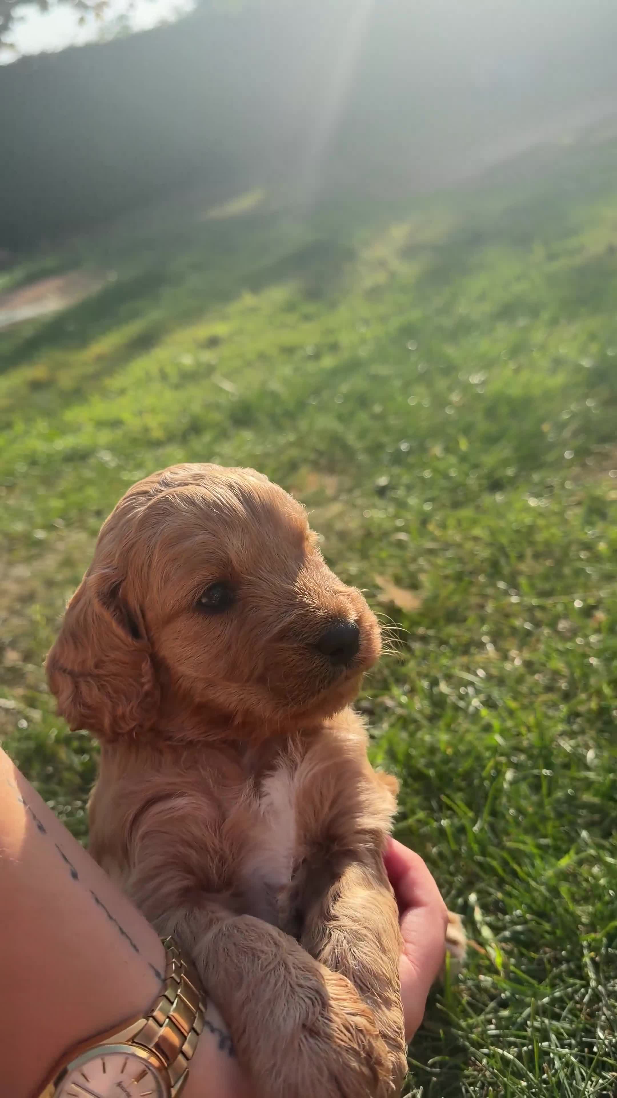 Cockapoo dogs for sale: Beautiful Cockapoo Puppies - Video 2