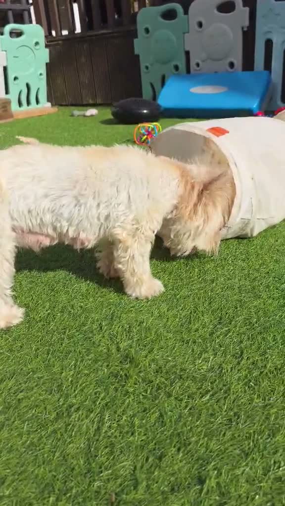 Yorkshire Terrier dogs for sale: 🐾 Golddust Yorkshire Terrier Puppies Available 🐾 - Video 4