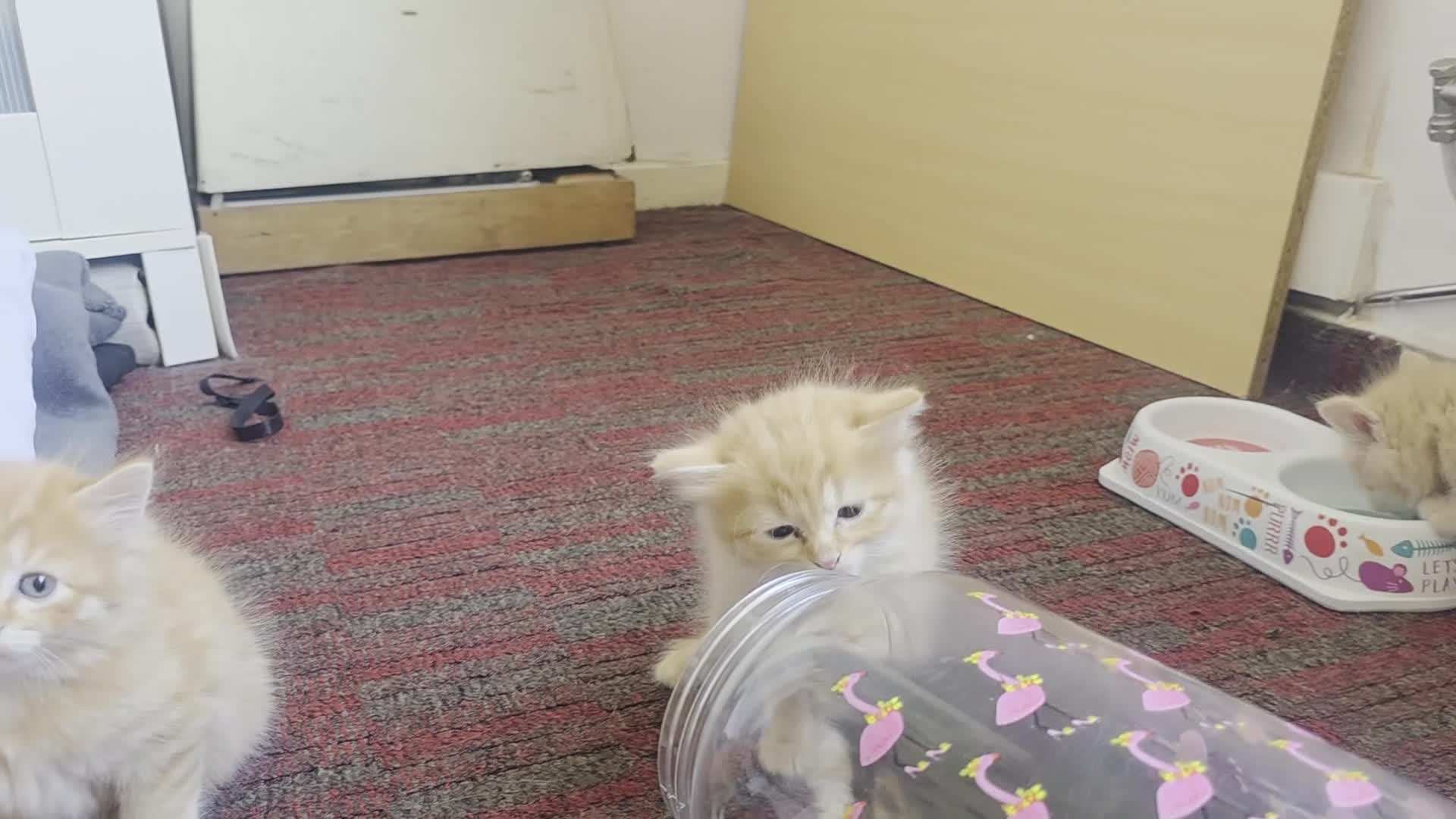 Mixed Breed cats for sale: 3 beautiful ginger boys  - Video 1