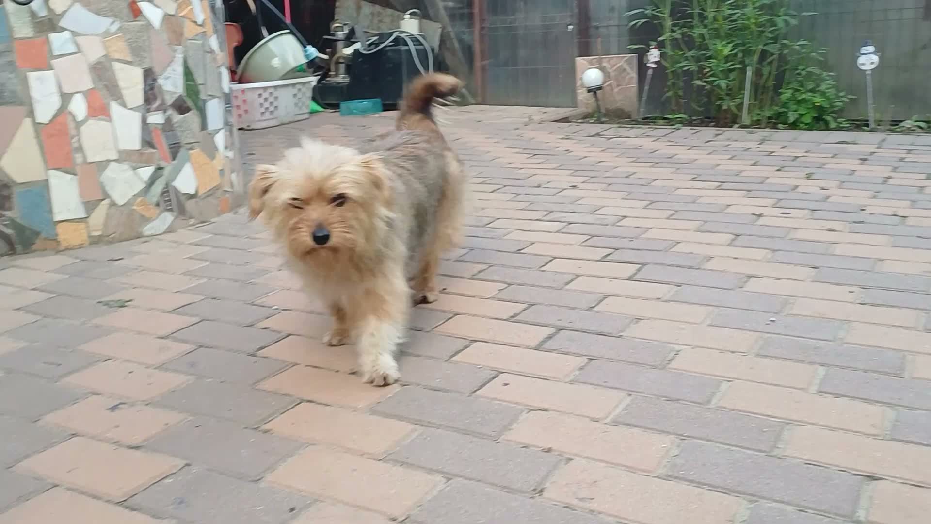 Mixed Breed dogs for adoption: 🐾💛 ARISA – The Little Dog Nobody Stopped For💛🐾 - Video 2