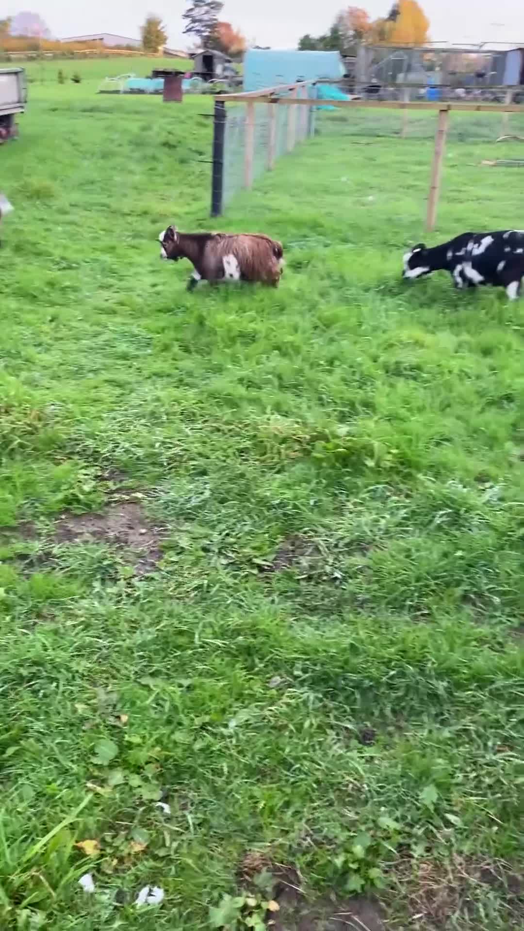 Goats livestock for sale: pygmy goats in Deeside - Video 1
