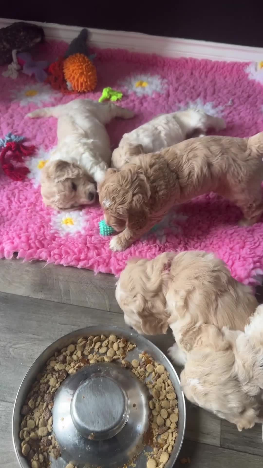 Mini Goldendoodle dogs for sale: Beautiful Family Raised F1 Mini Golden-doodles  - Video 4