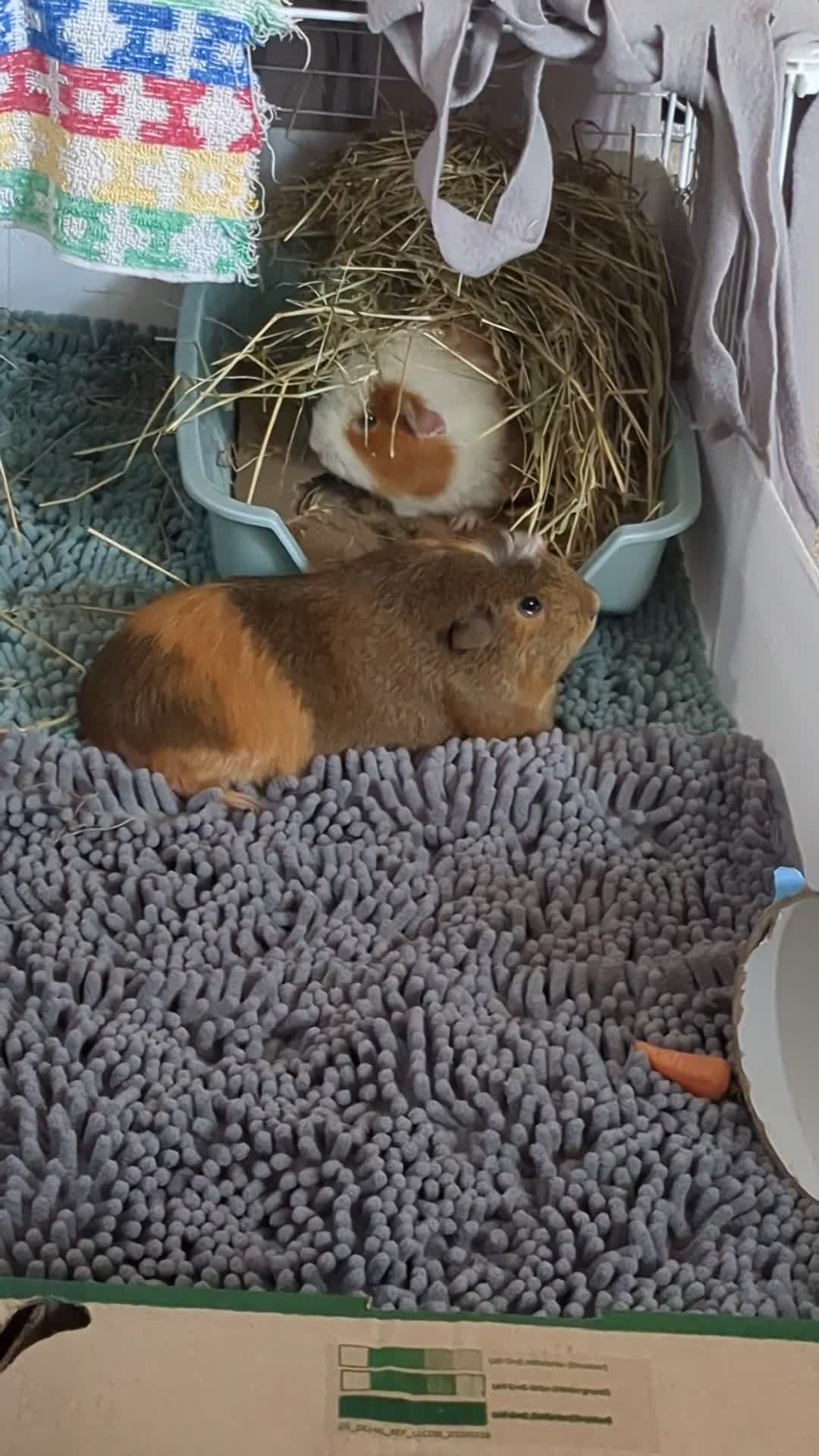 Guinea Pig rodents for sale: Loved guinea pigs need forever home 🩷 - Video 1