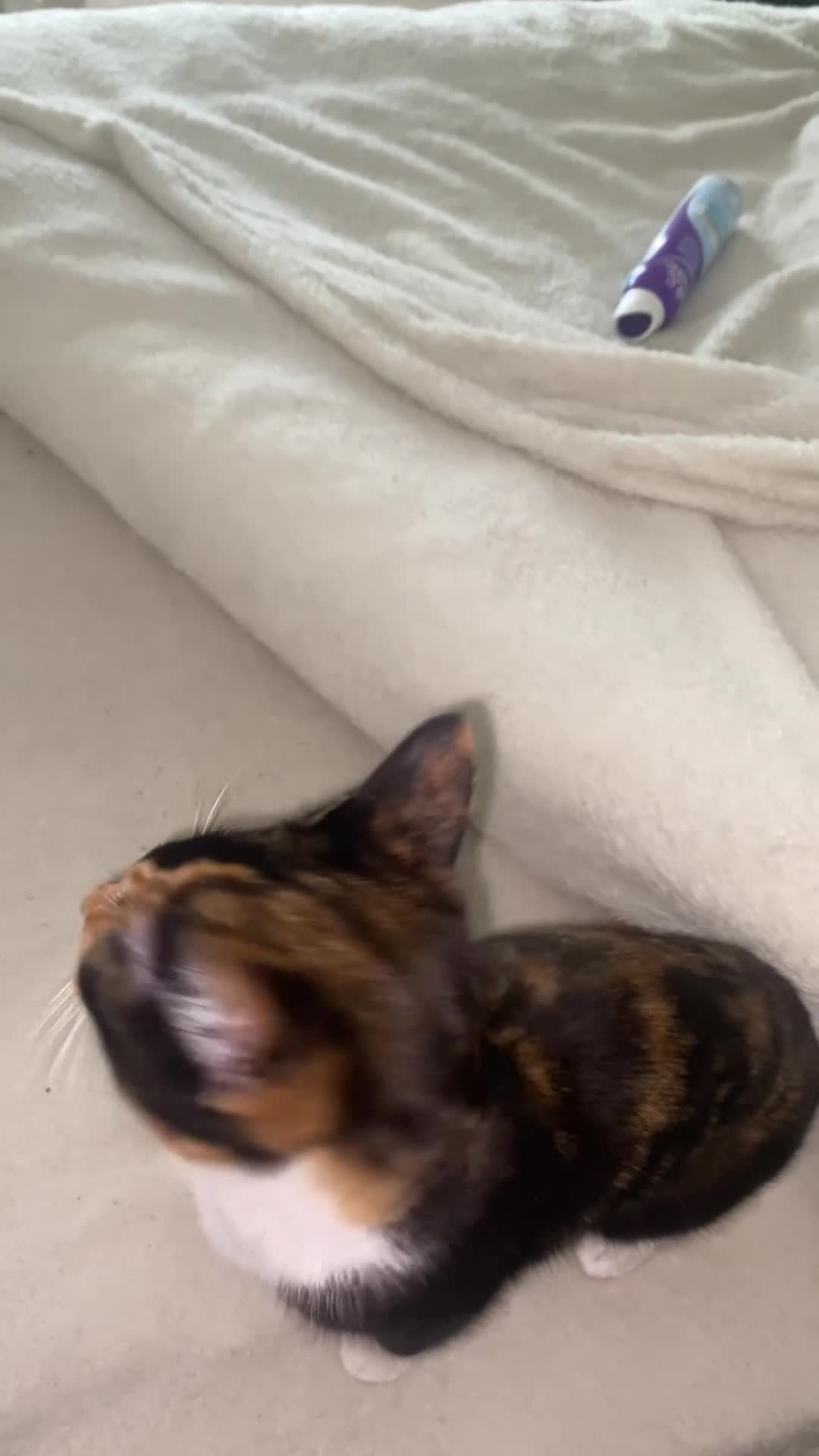 Turkish Van cats for sale: Kitten (Turkish Van X ) - Video 4