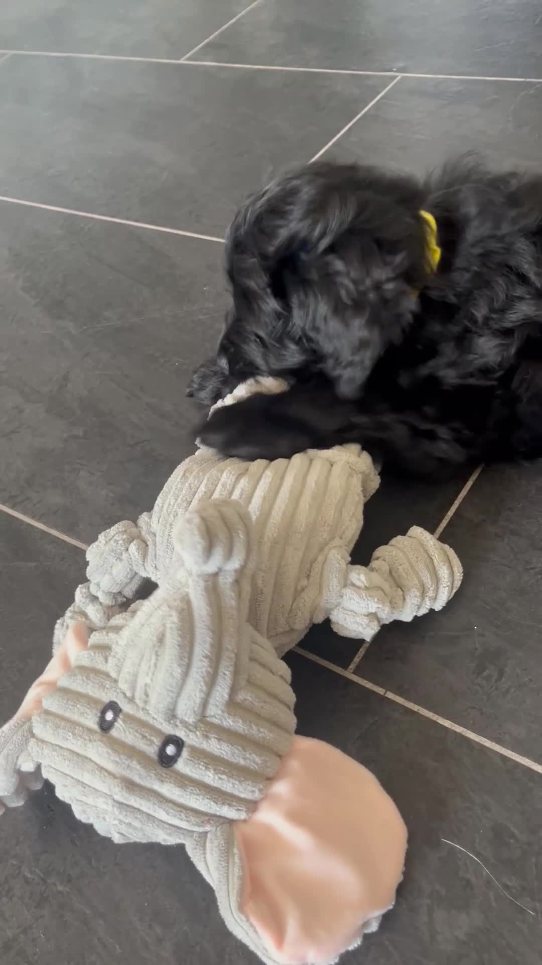 Cockapoo dogs for sale: Cockapoo  in Northwich - Video 1