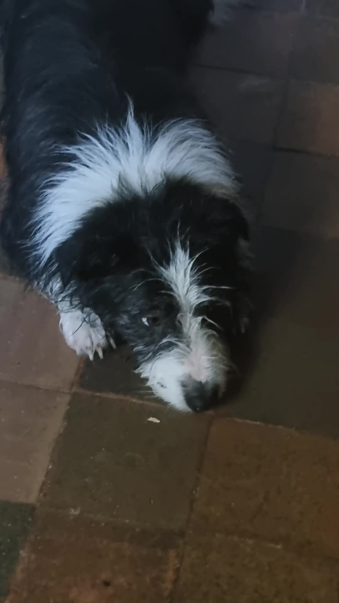 Mixed Breed dogs for sale: Fred looking for  his forever home - Video 2