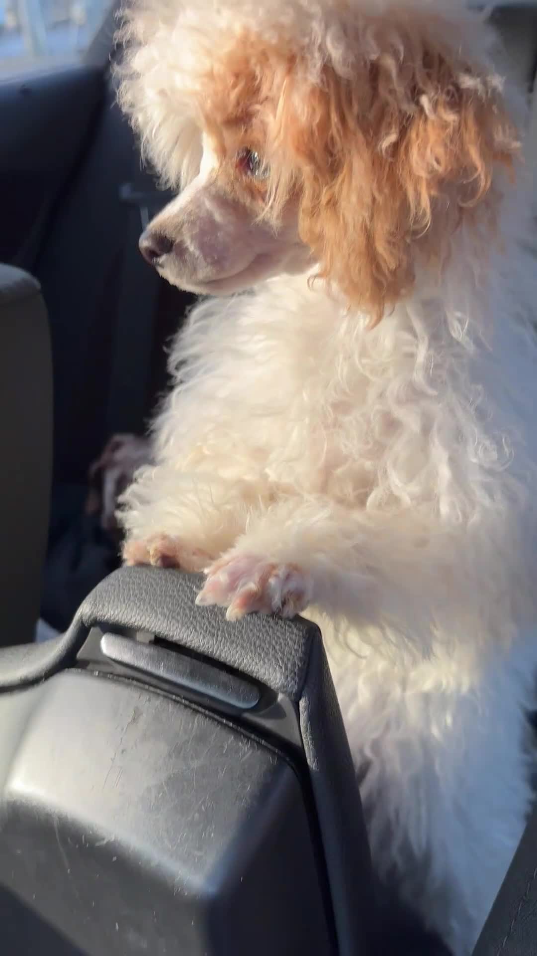 Toy Poodle dogs for sale: Outstanding Miniature Poodle Puppies  - Video 1