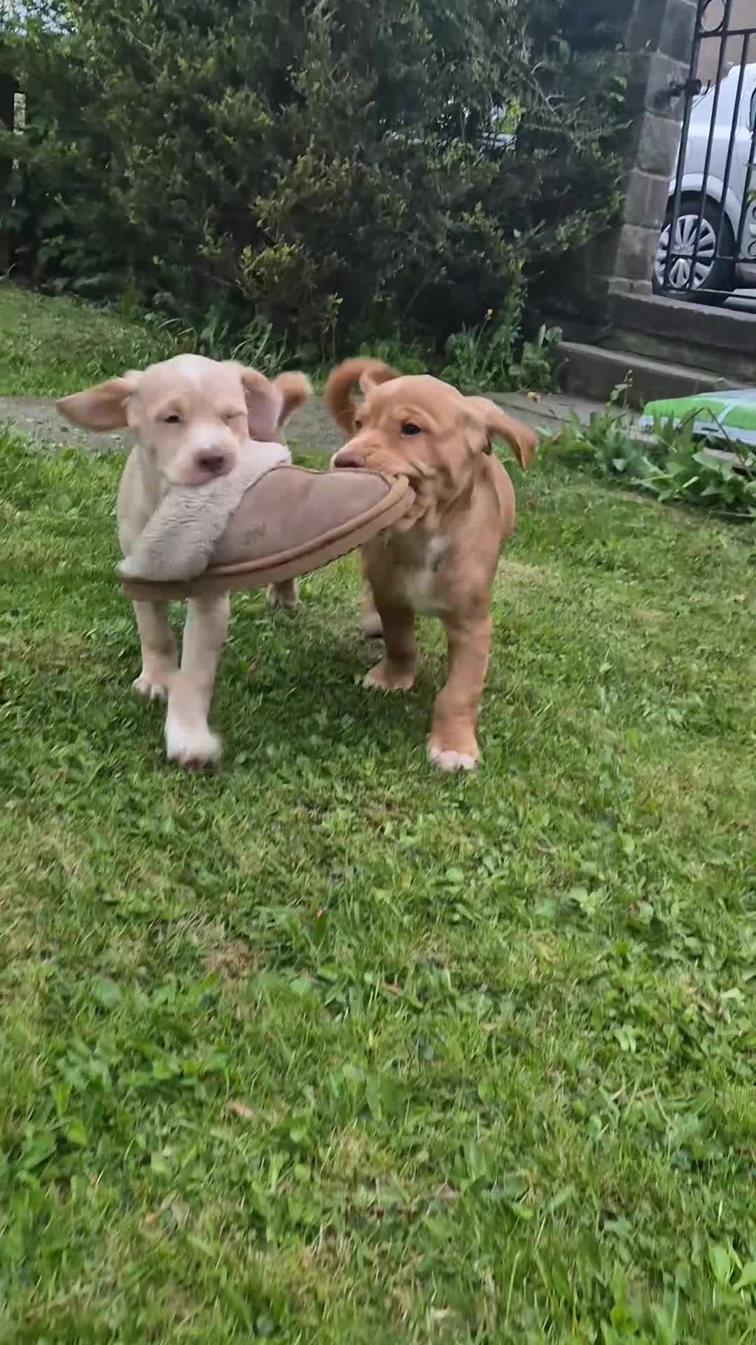 Cockerdor dogs for sale: F1b cockerdors - Video 1