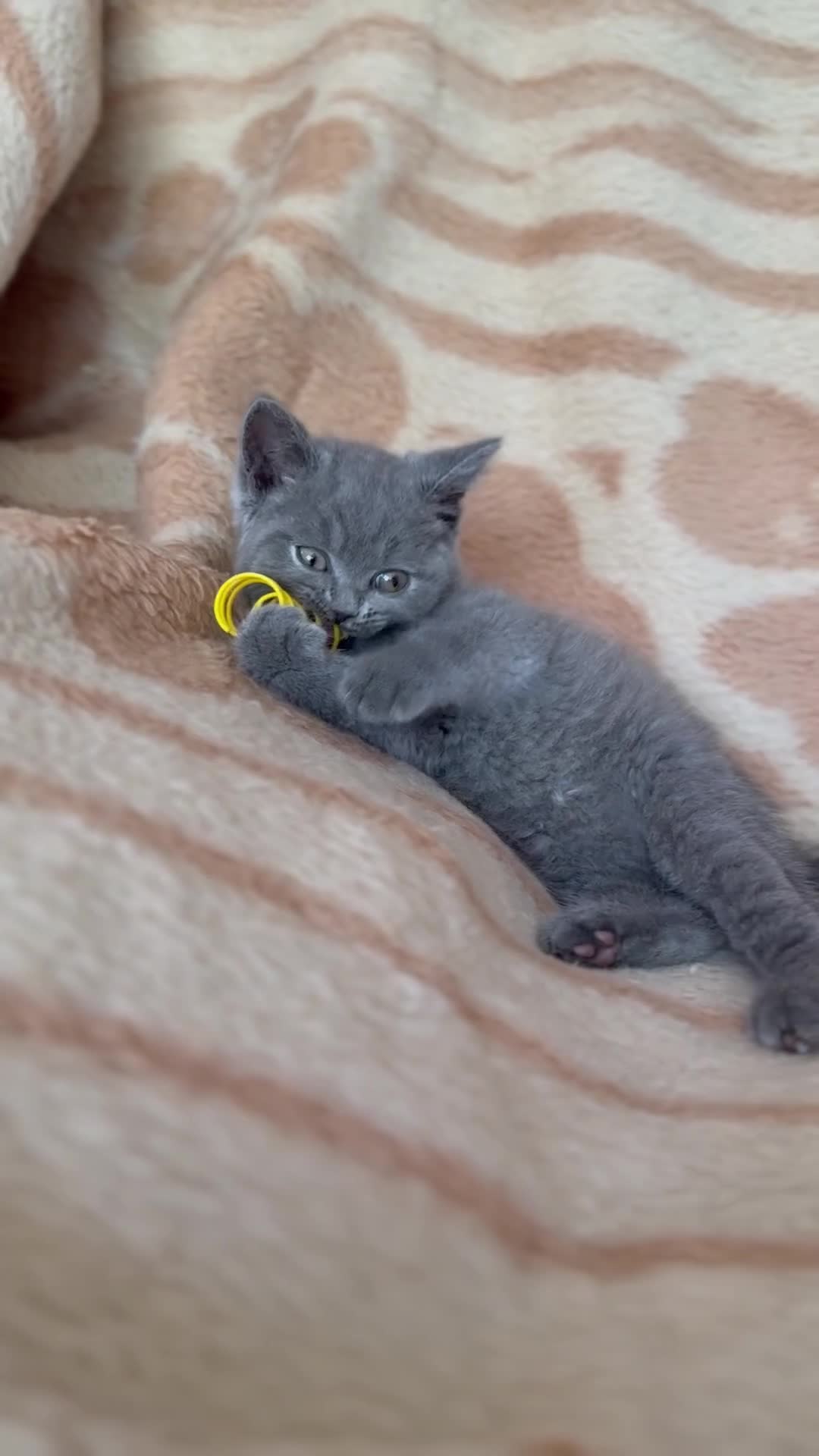 British Shorthair cats for sale: Champion bloodline BSH kittens- last 2 remaining‼️ - Video 1