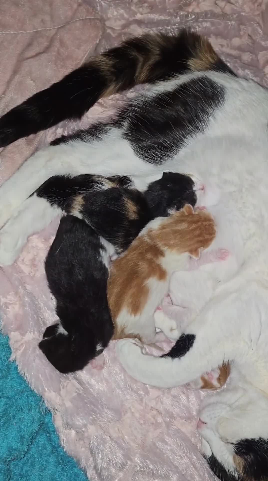 Mixed Breed cats for sale: Beautiful short haired& Norwegian forest cat - Video 1