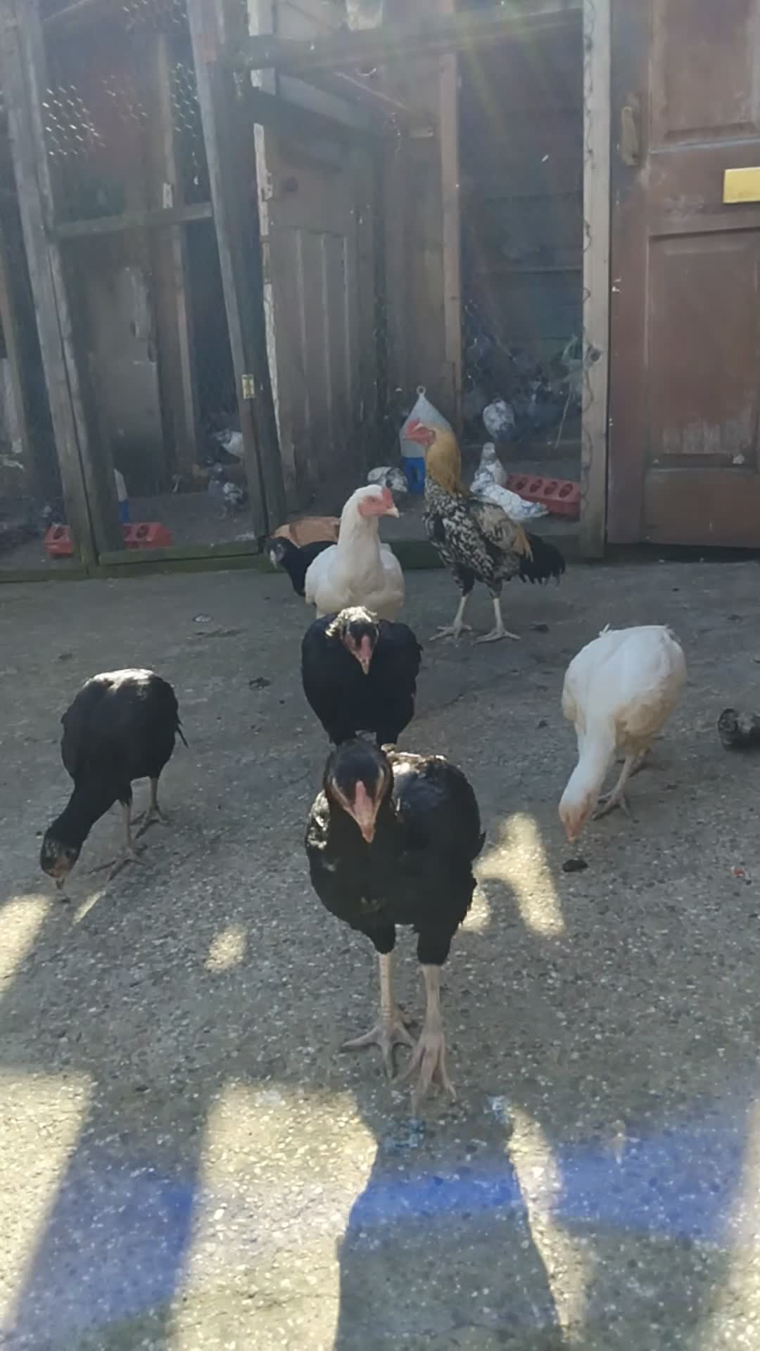 Chickens poultry for sale: Aseel for sale free in Sheffield - Video 1