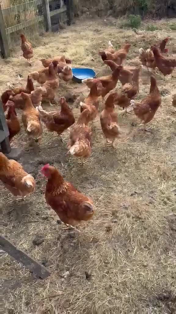 Chickens poultry for sale: ISA bovan browns  in Bargoed - Video 1
