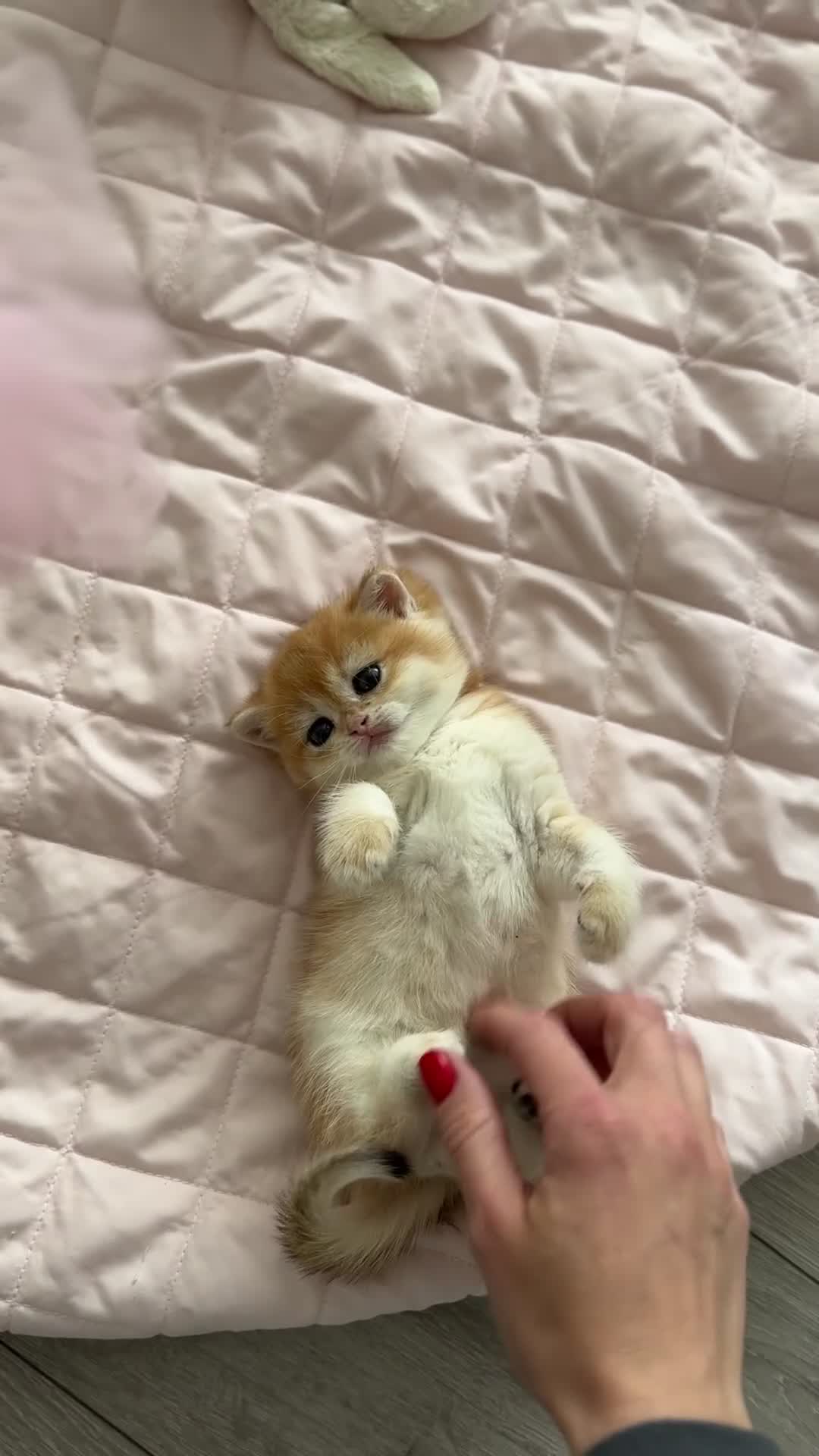 British Shorthair cats for sale: Golden British Shorthair kitten  in Maidstone - Video 3