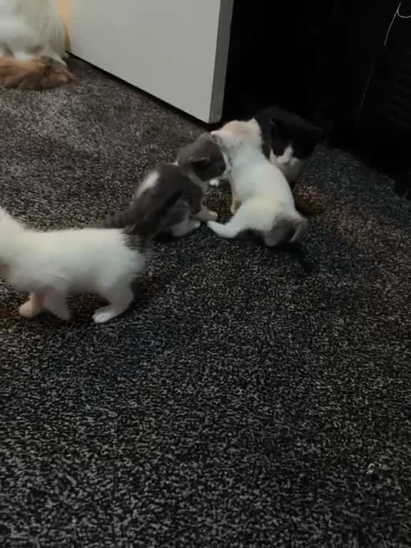 Ragdoll cats for sale: Ragdoll Kittens Ready Now – Birmingham - Video 1