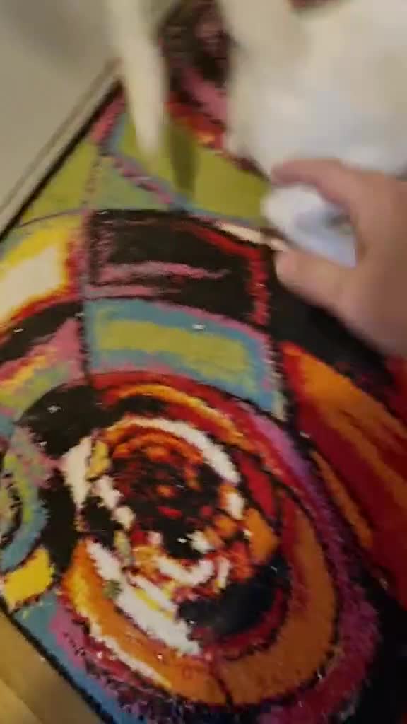 Siamese cats for sale: Flame point siamese  - Video 1