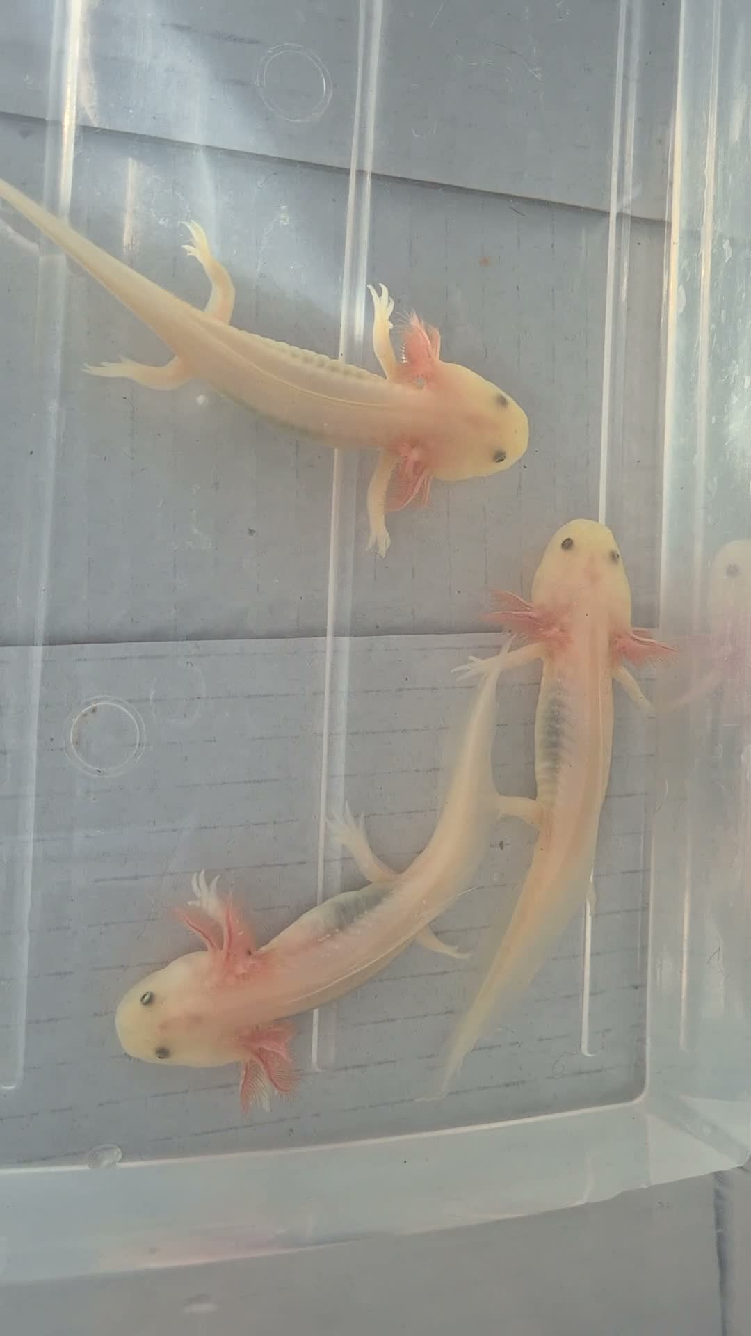 Axolotl reptiles for sale: Beautiful Leucistic Albino Axolotl - Video 4