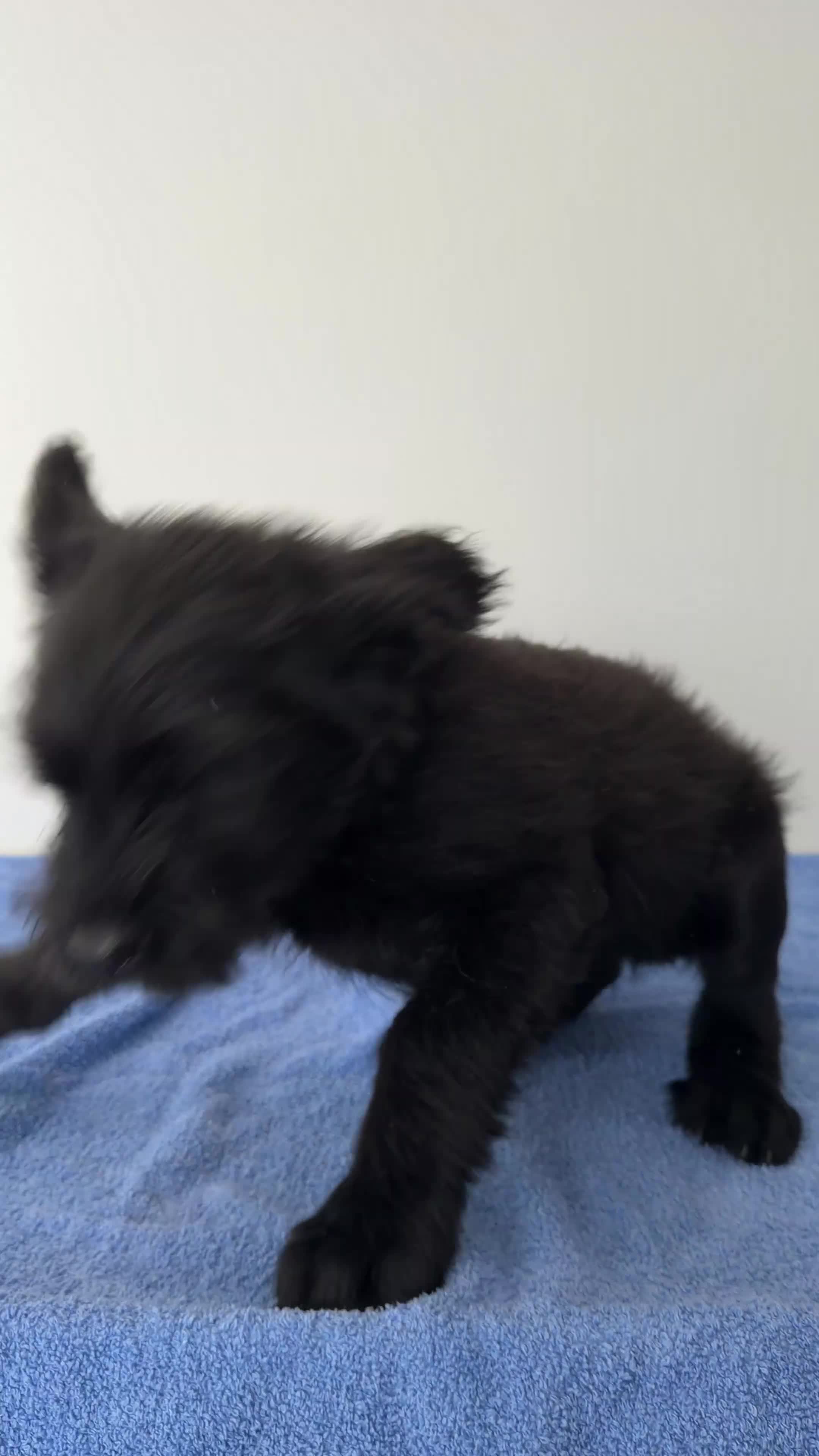 Giant Schnauzer dogs for sale: !!REDUCED!! Very well bred Giant schnauzer puppies - Video 1