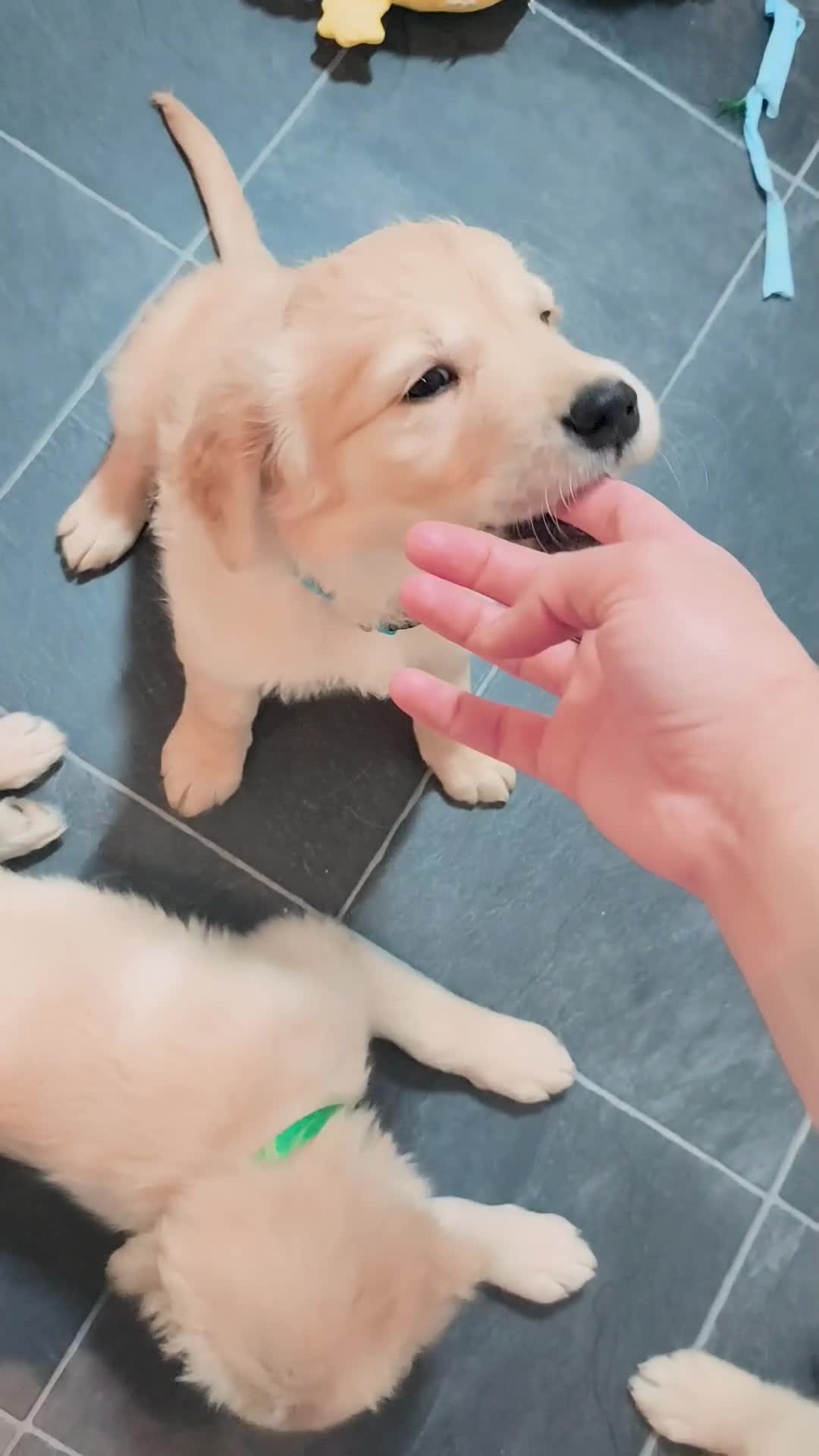 Golden Retriever dogs for sale: Gorgeous golden retriever puppies 🐕 - Video 1