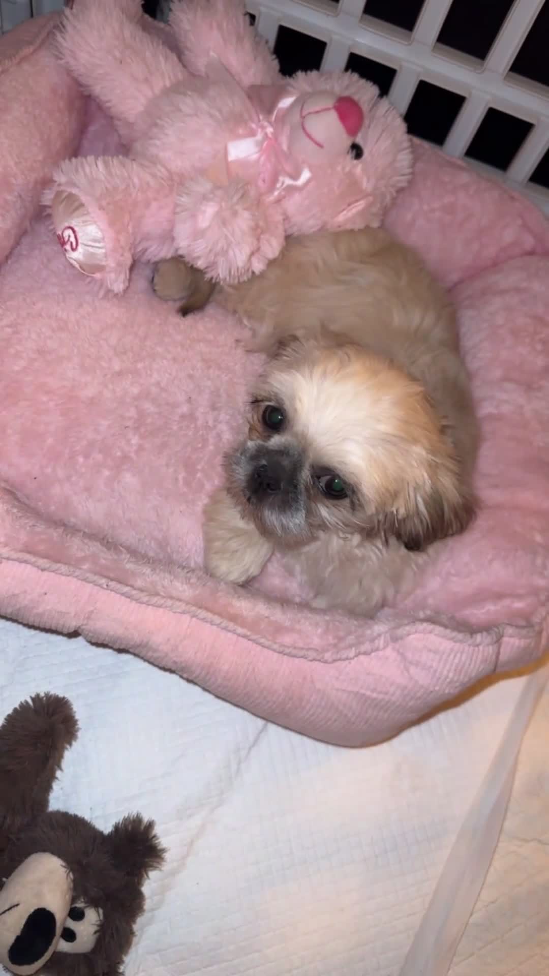 Shih Tzu dogs for sale: ONE PUPPY AVAILABLE READY NOW - Video 1