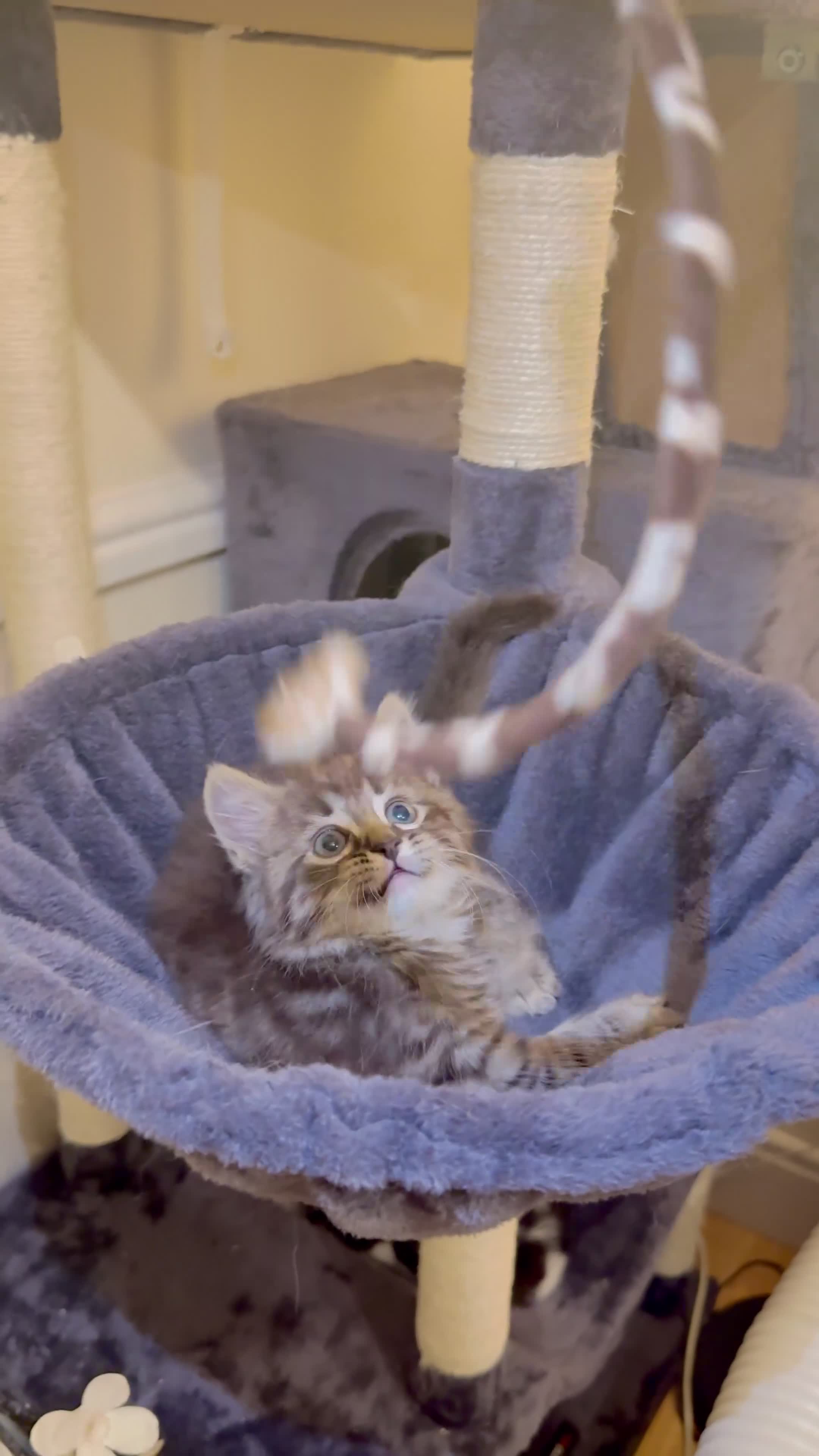 Ragdoll cats for sale: Last 1 Remaining | Stunning Mixed Ragdoll Kittens  - Video 2