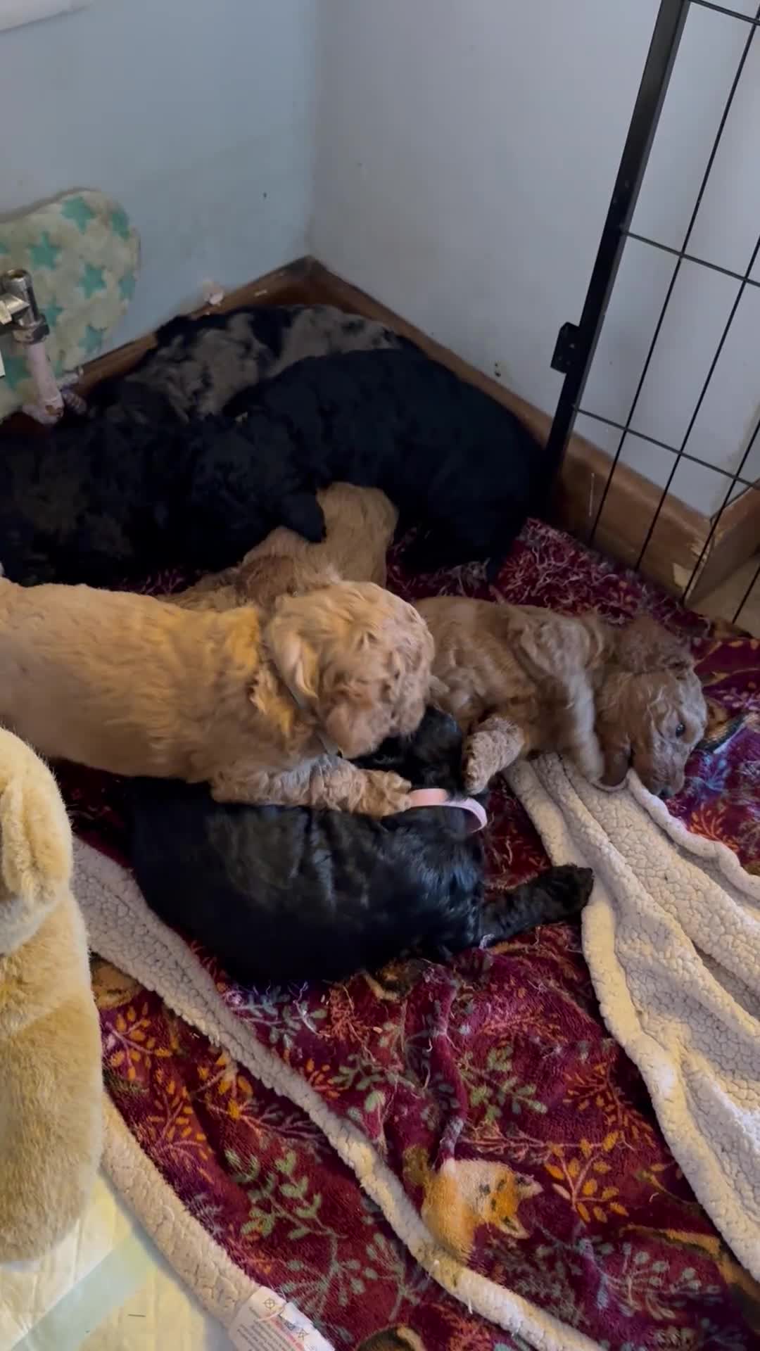 Cockapoo dogs for sale: Cockerpoo puppies F1B  - Video 1