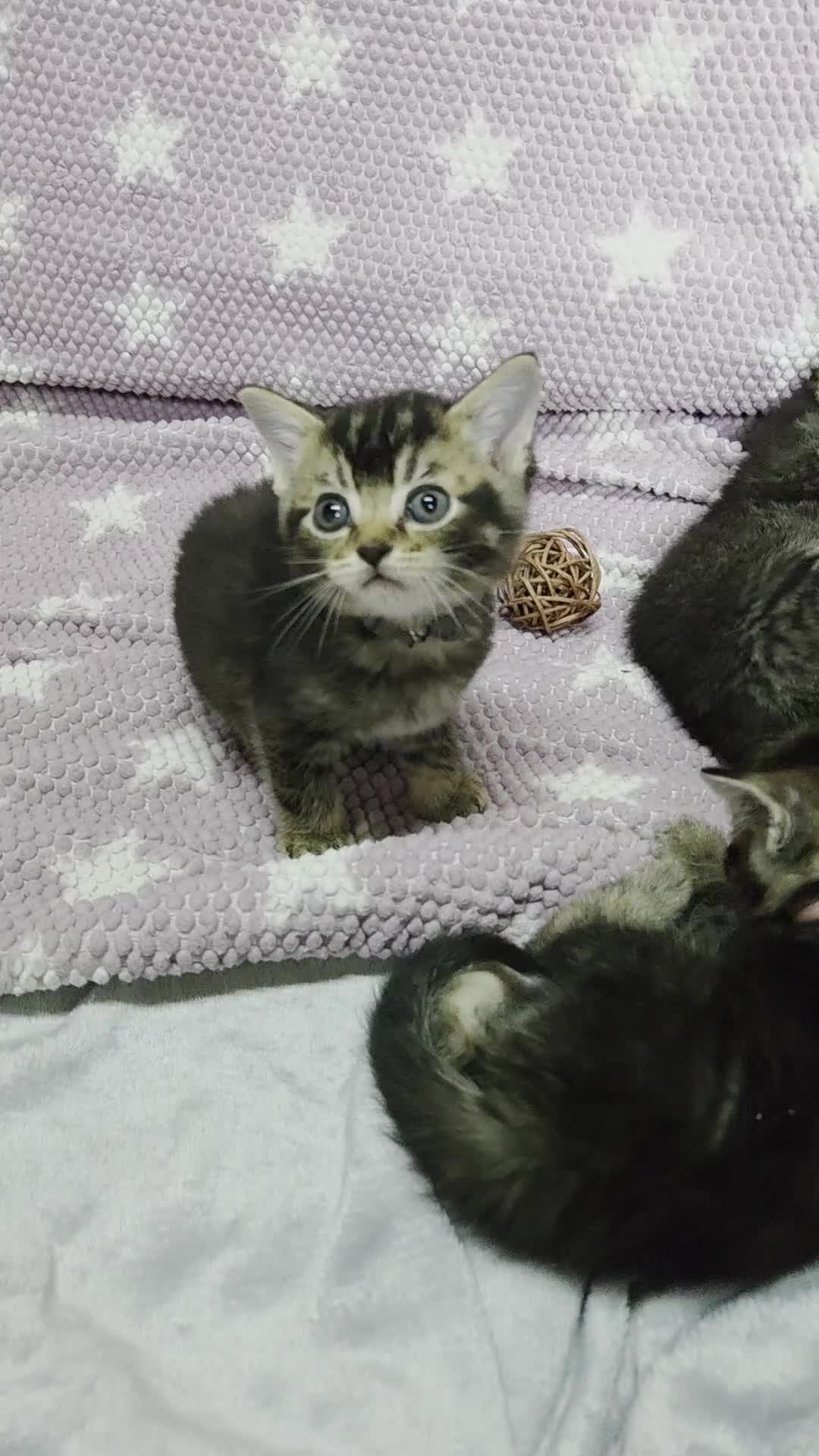 Mixed Breed cats for sale: Beautiful kittens looking for their forever homes  - Video 1