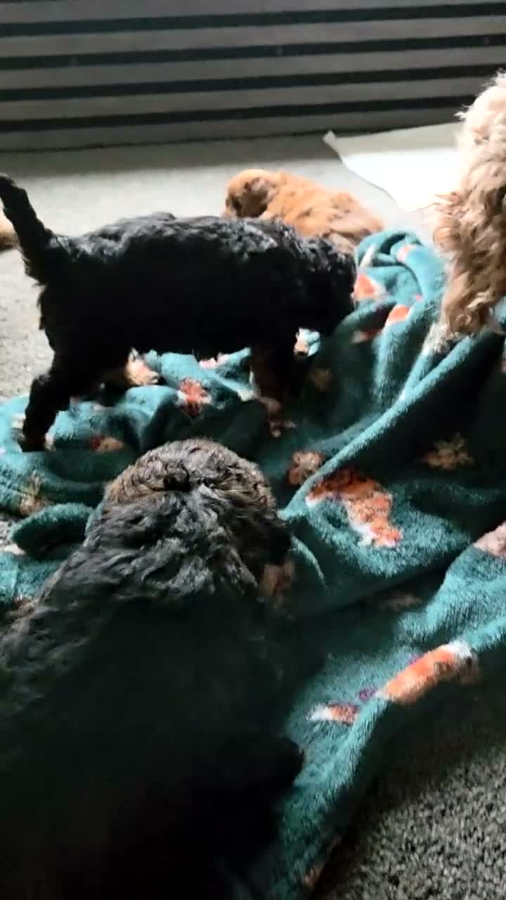 Cavapoo dogs for sale: Our cute phantom cavapoos looking for forever home - Video 1