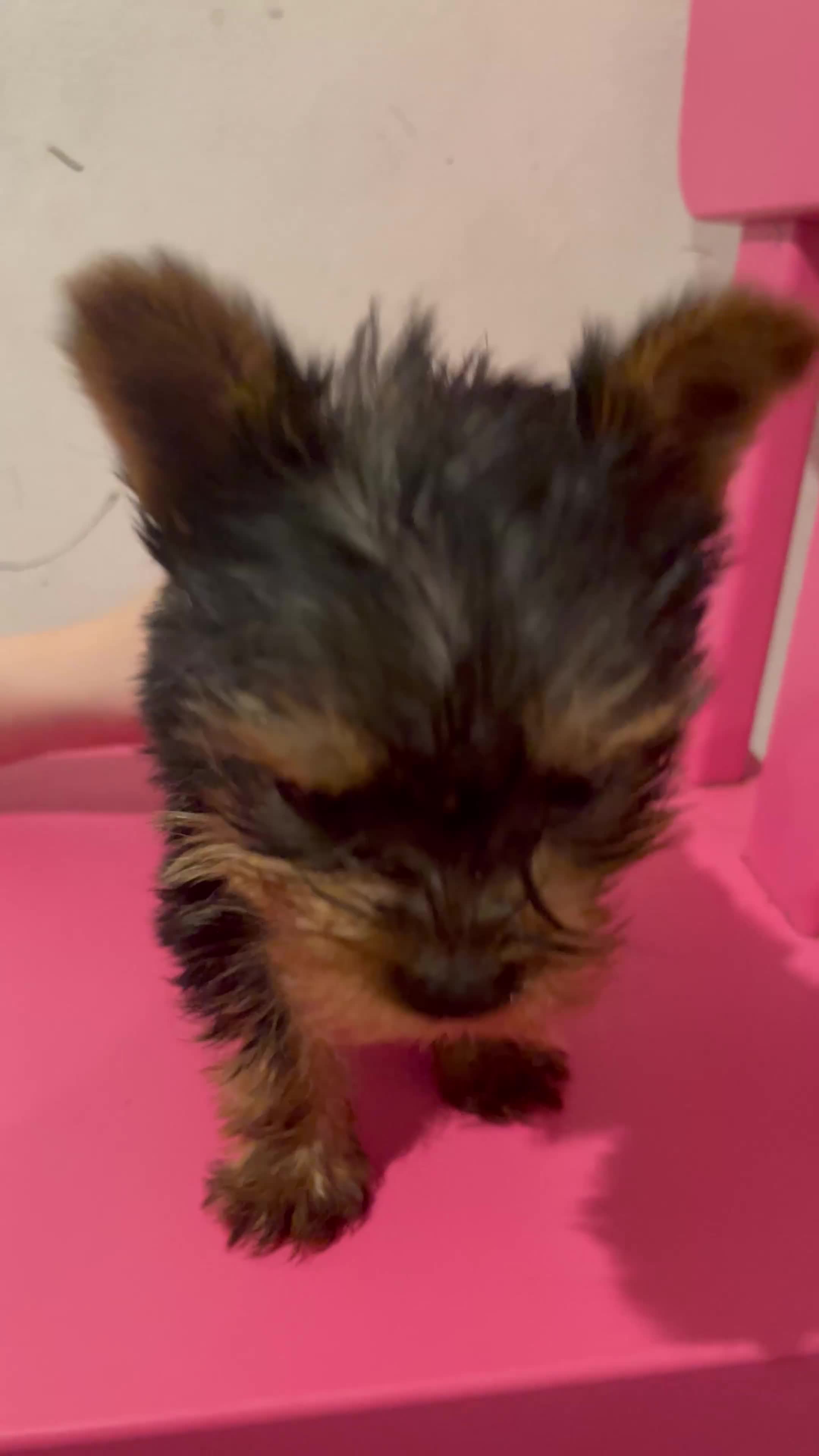 Yorkshire Terrier dogs for sale: Little Purebred Yorkshire Terrier GIRL puppy 🐶  in London - Video 1
